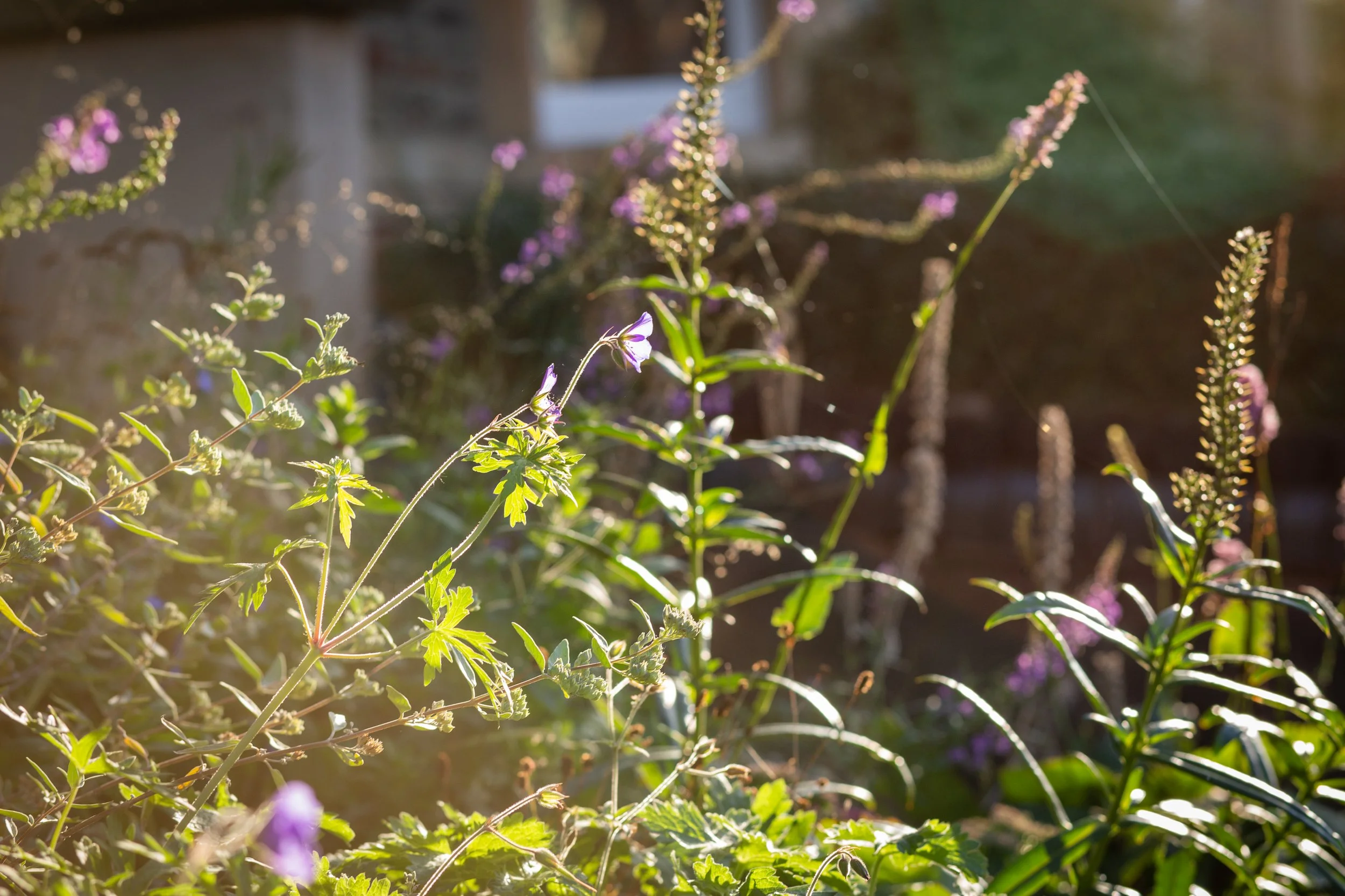 Time to rethink our gardens