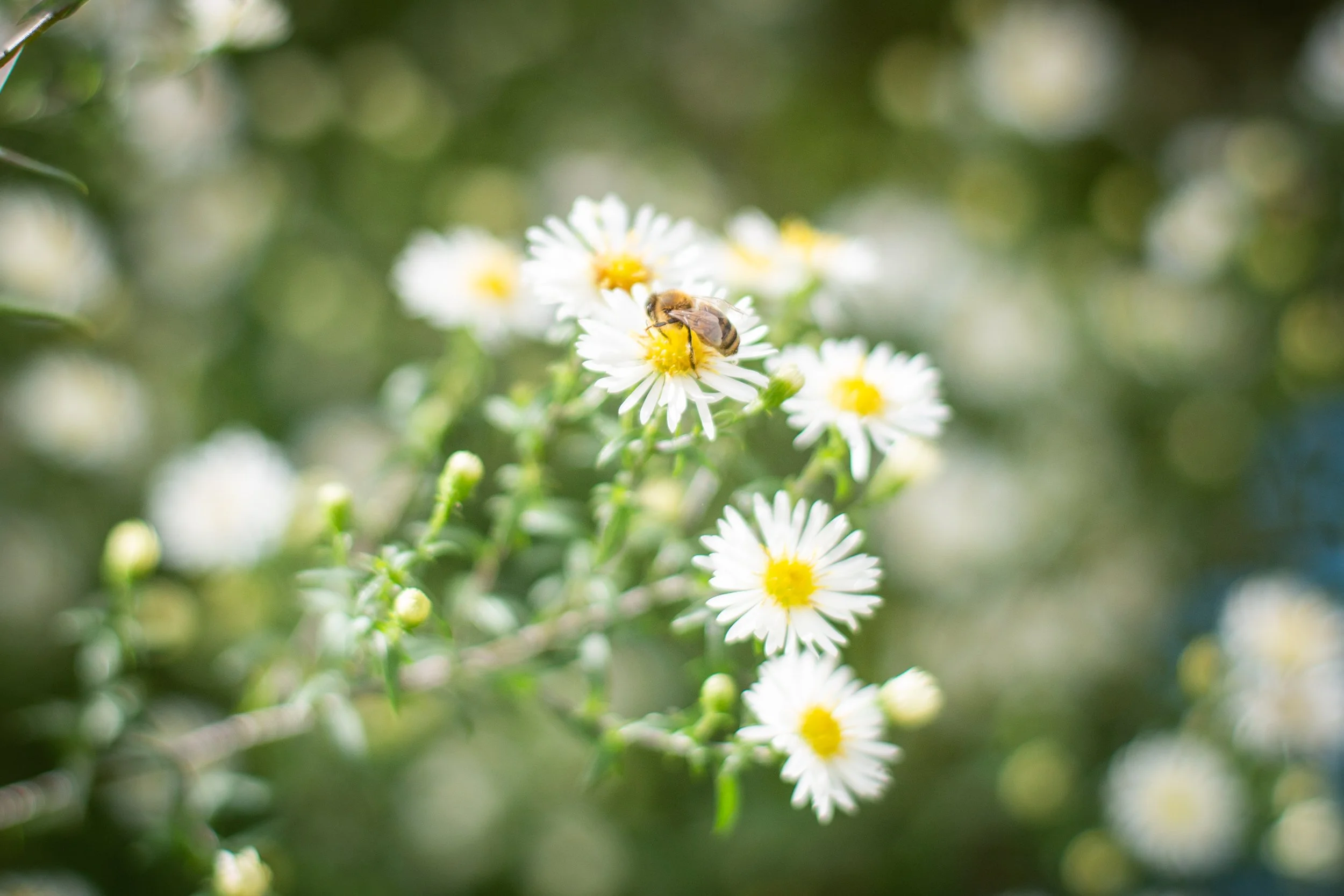 Your only gardening job for 2026