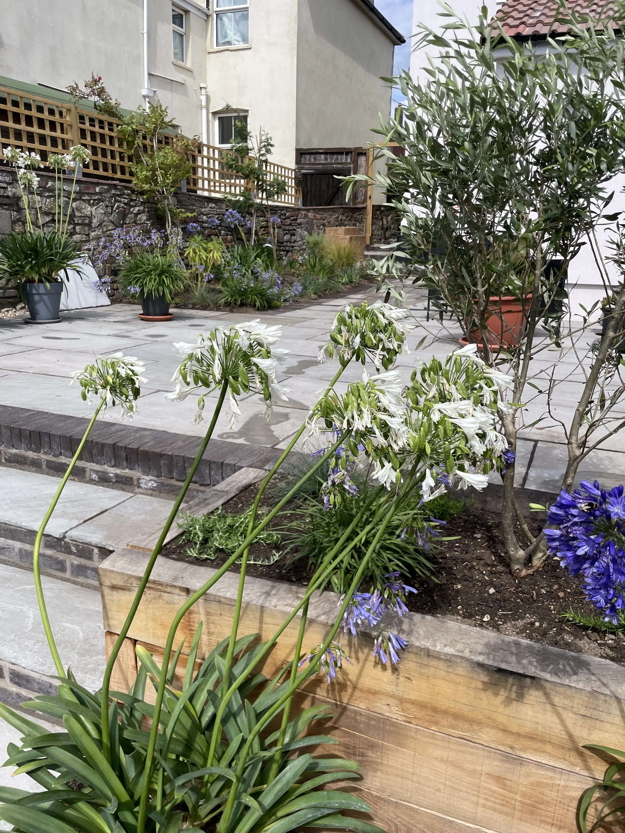 Sunny Mediterranean garden for drought