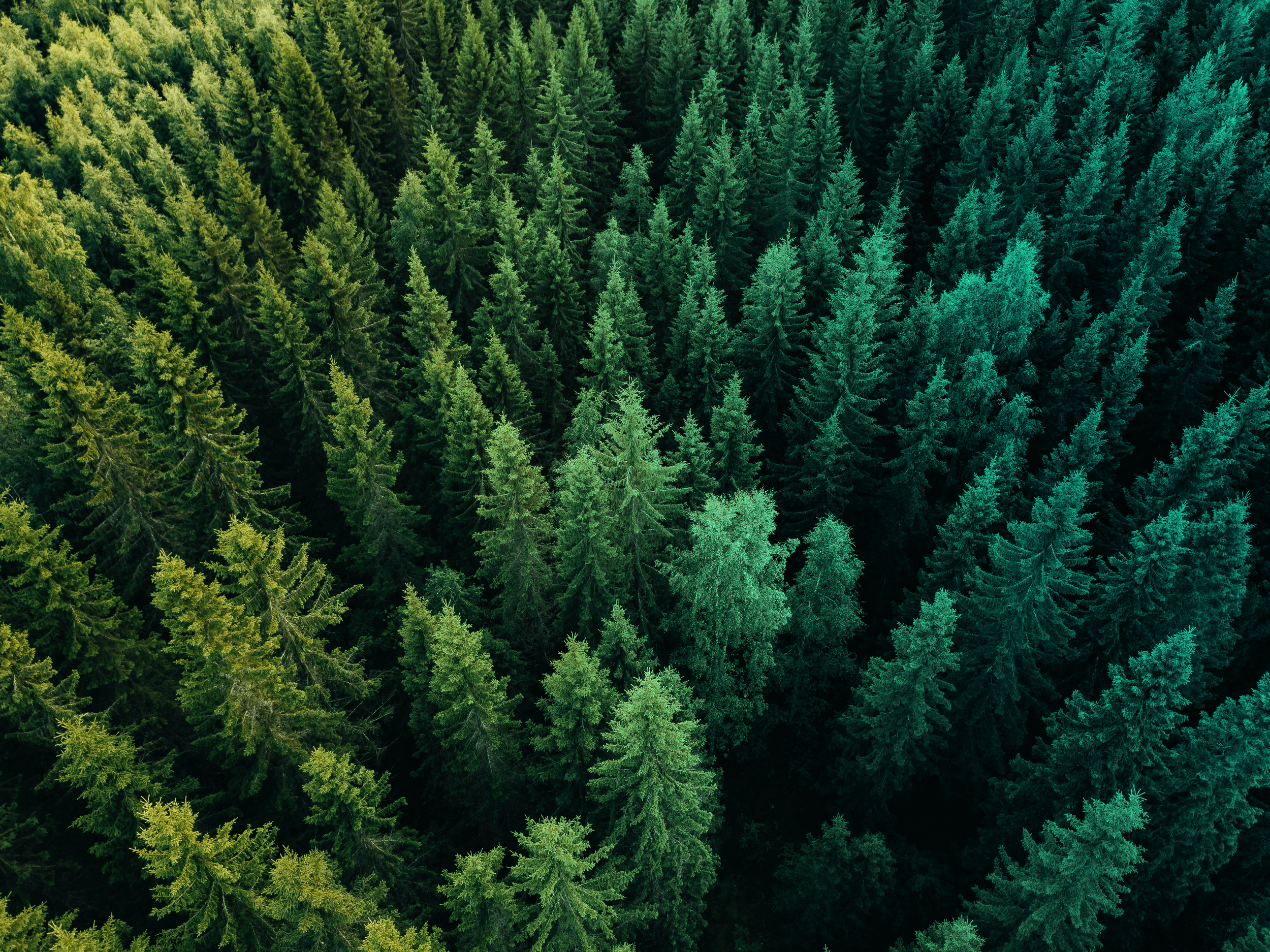 Aerial view of dense evergreen forest with varying shades of green trees.