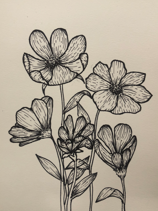 Daisy Sketch