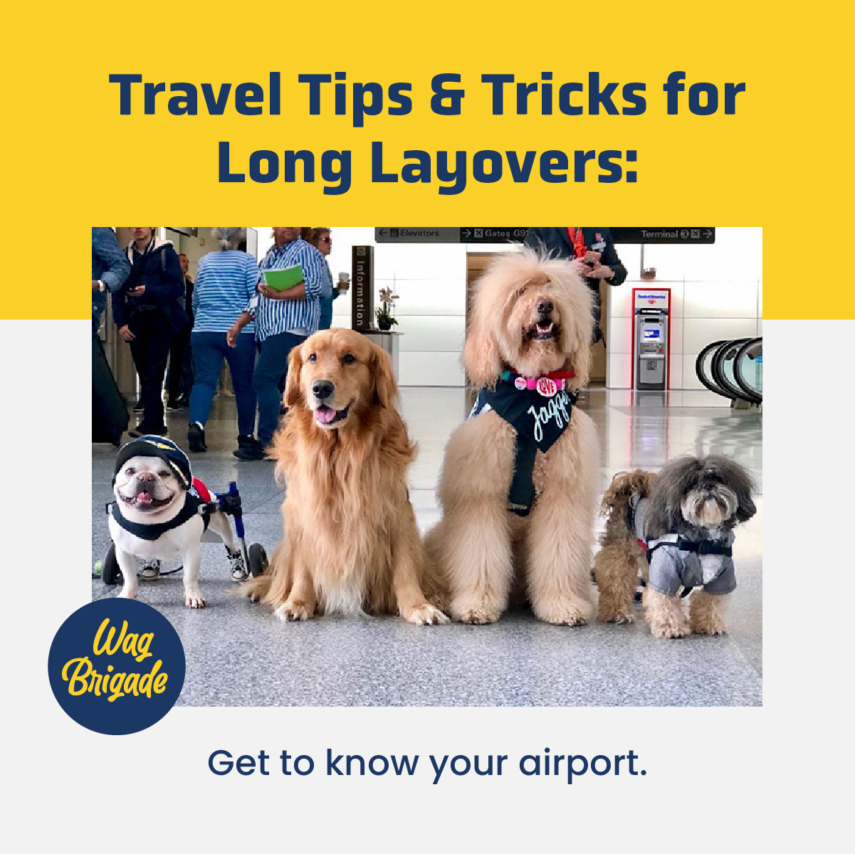 MTV_SM_Graphics_May-2023_travel-tips-tricks.png