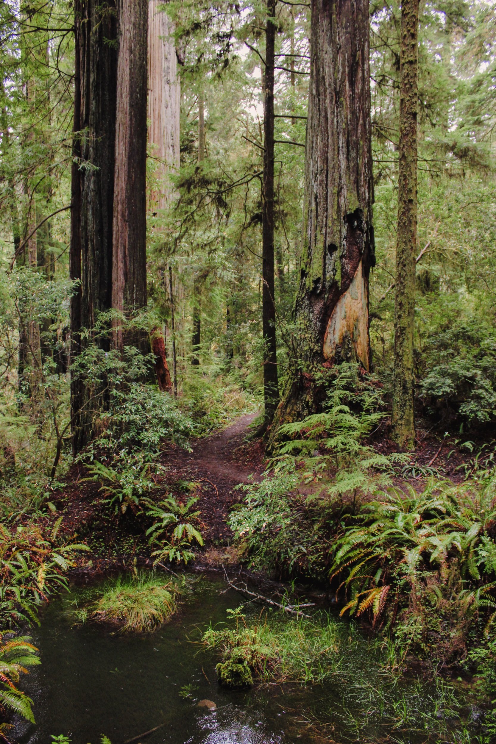 The Redwoods