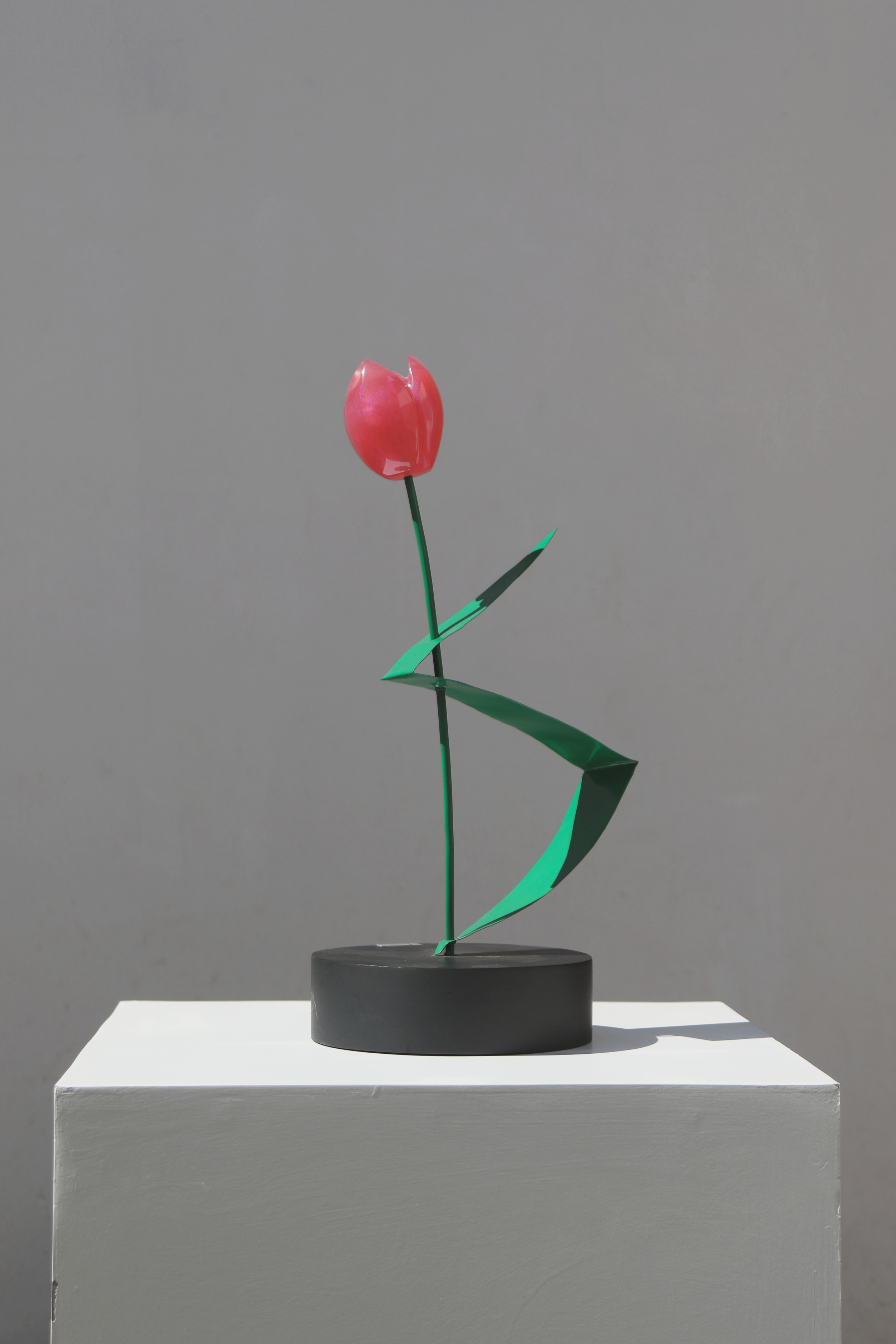 1 Tulipán Fucsia