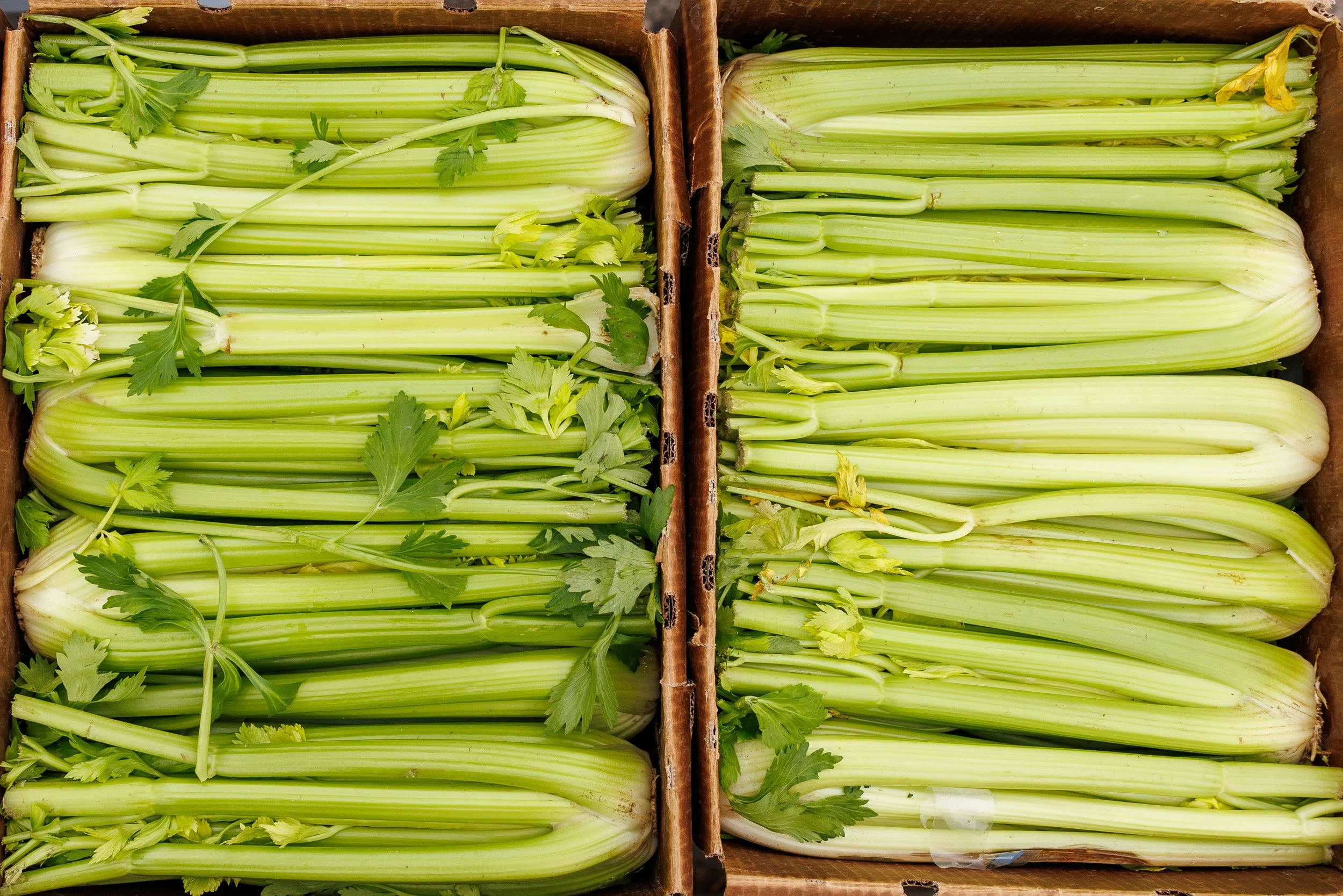 Project Pauly Thanksgiving 2025 -46.jpg