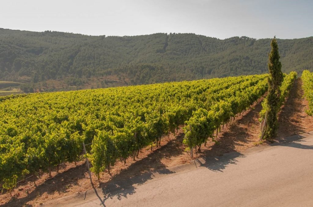 Thick-green-vines-stretching-from-the-roadside-into-the-rolling-hill-1024x680.jpg