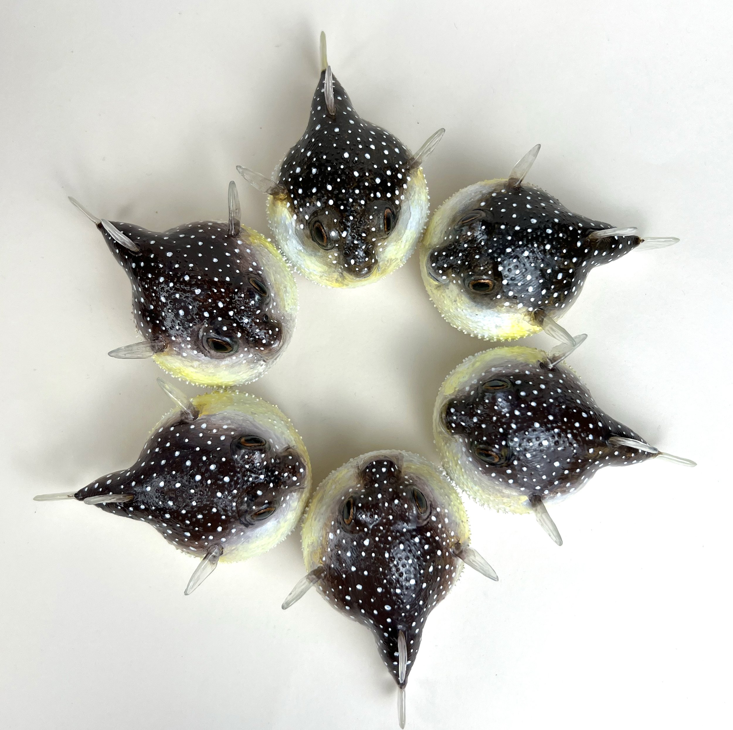 puffer fish all.jpg