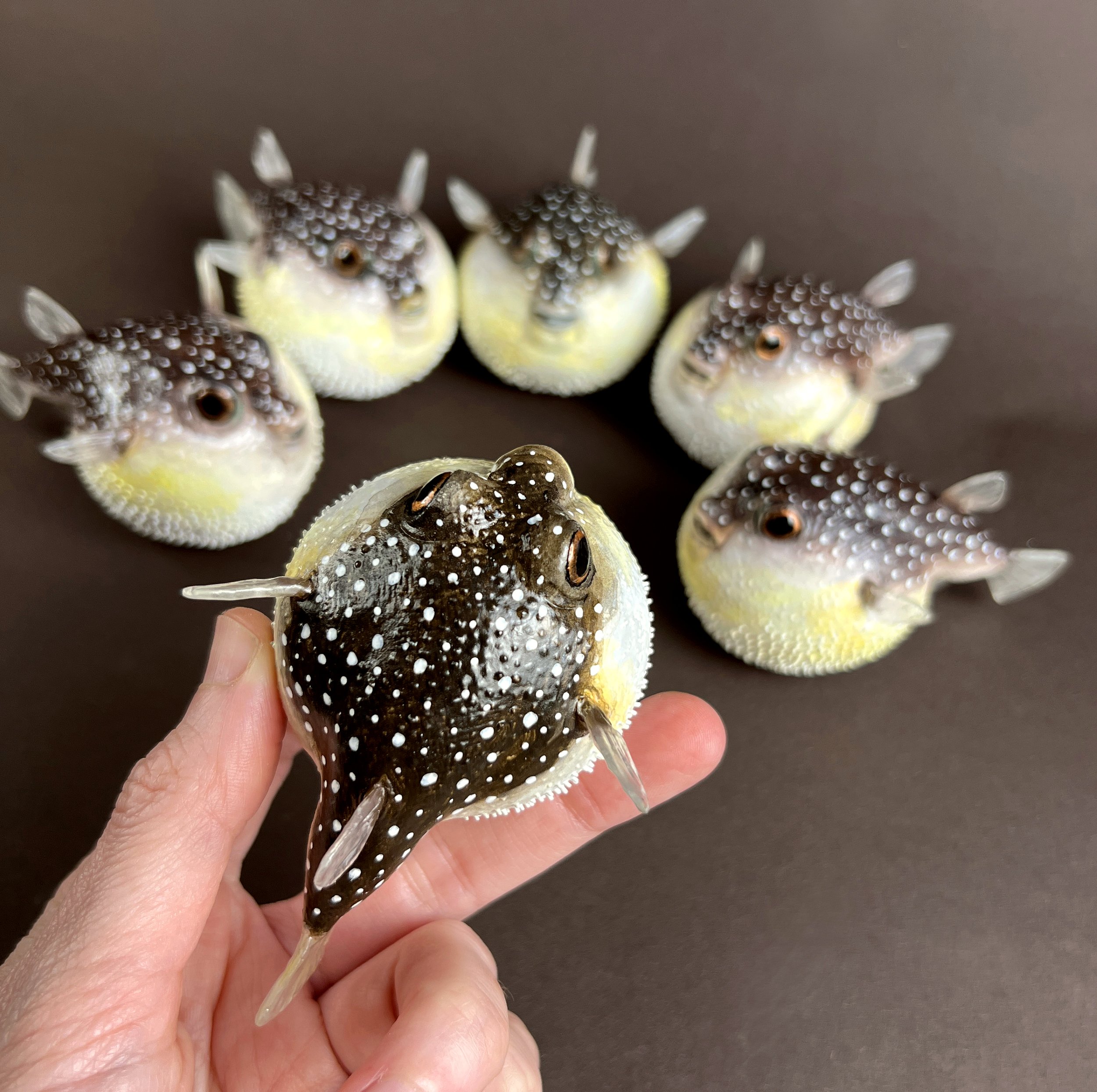 puffer fish all 5A.jpg