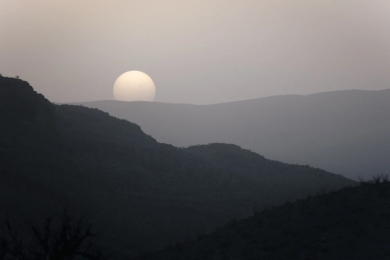 Texas Audad-0082 Large.jpeg