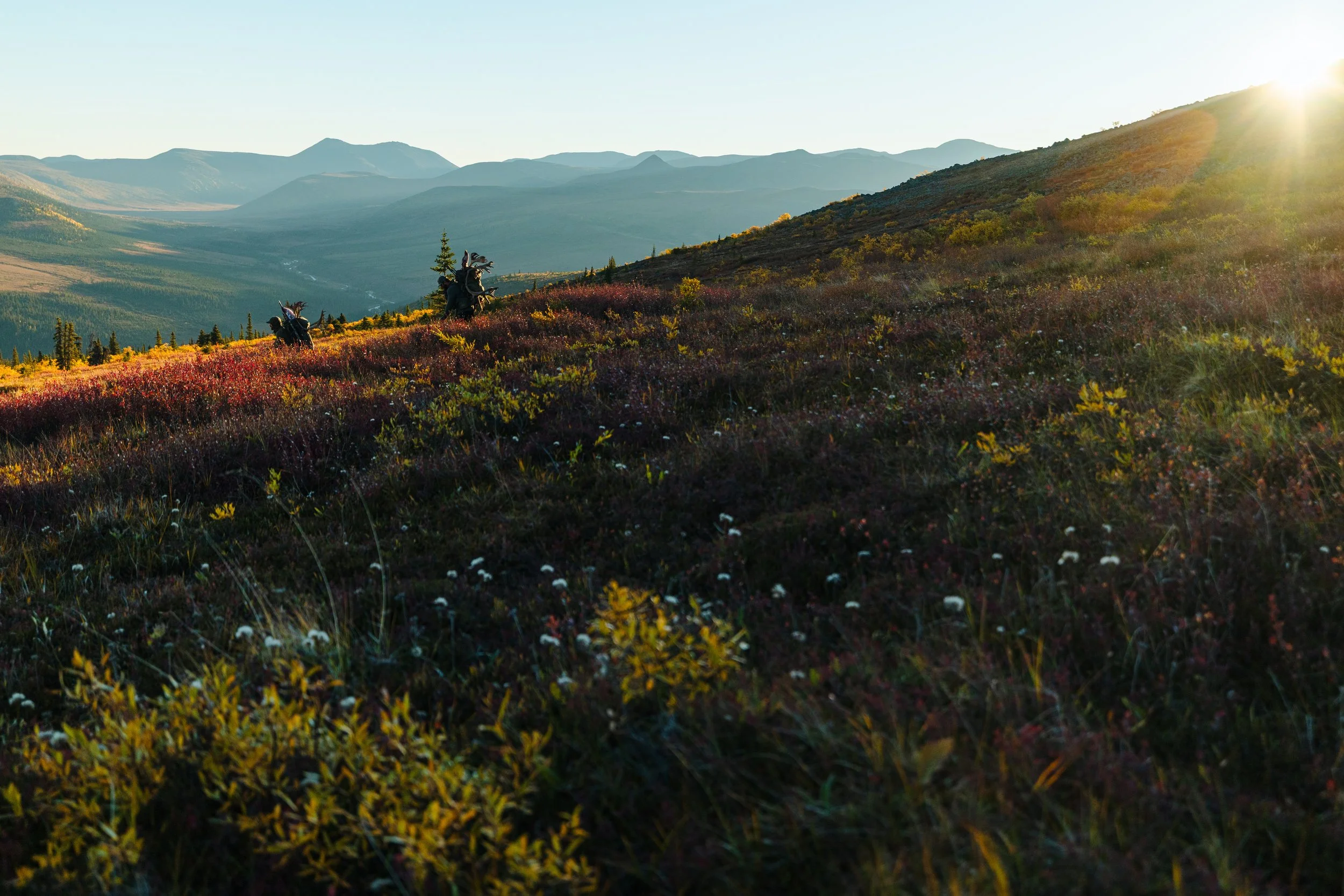 Alaska Caribou-712.jpeg