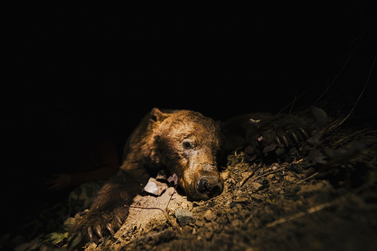 Idaho bear hunt-120 Large.jpeg