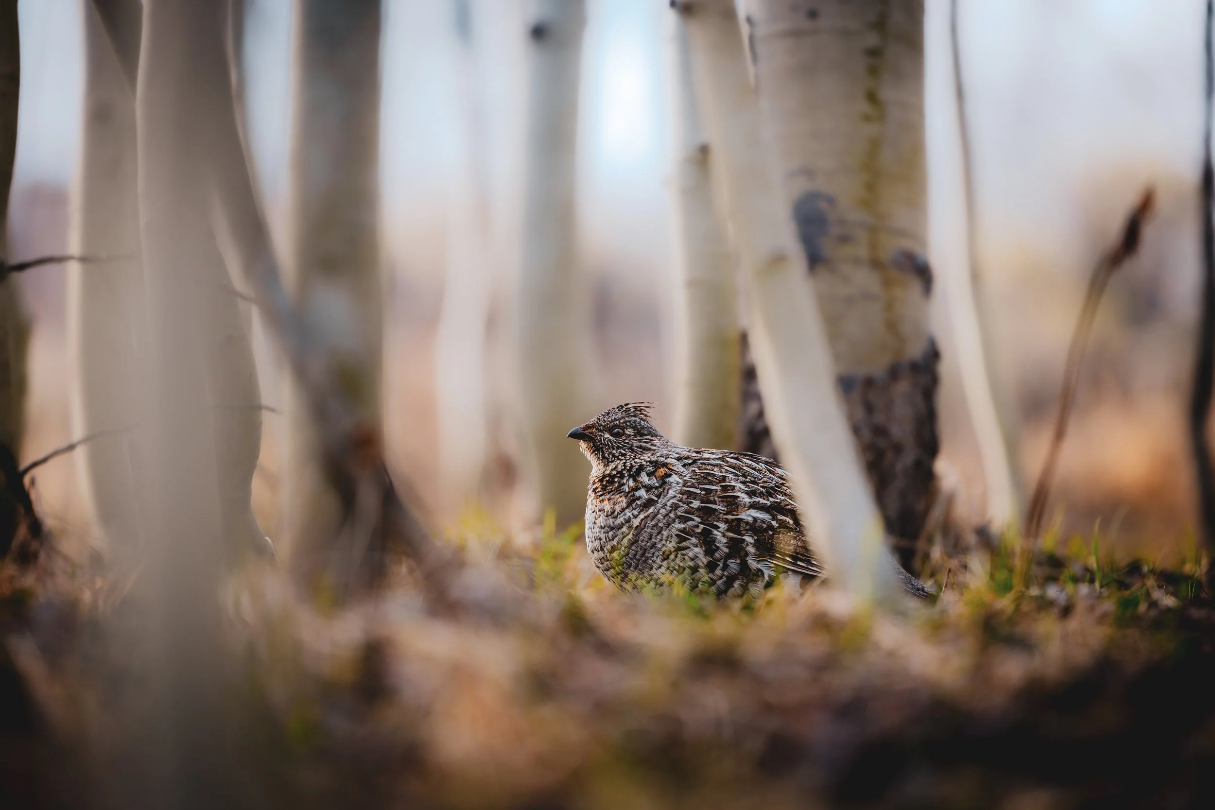 wyoming 2024 edited-4801.jpg