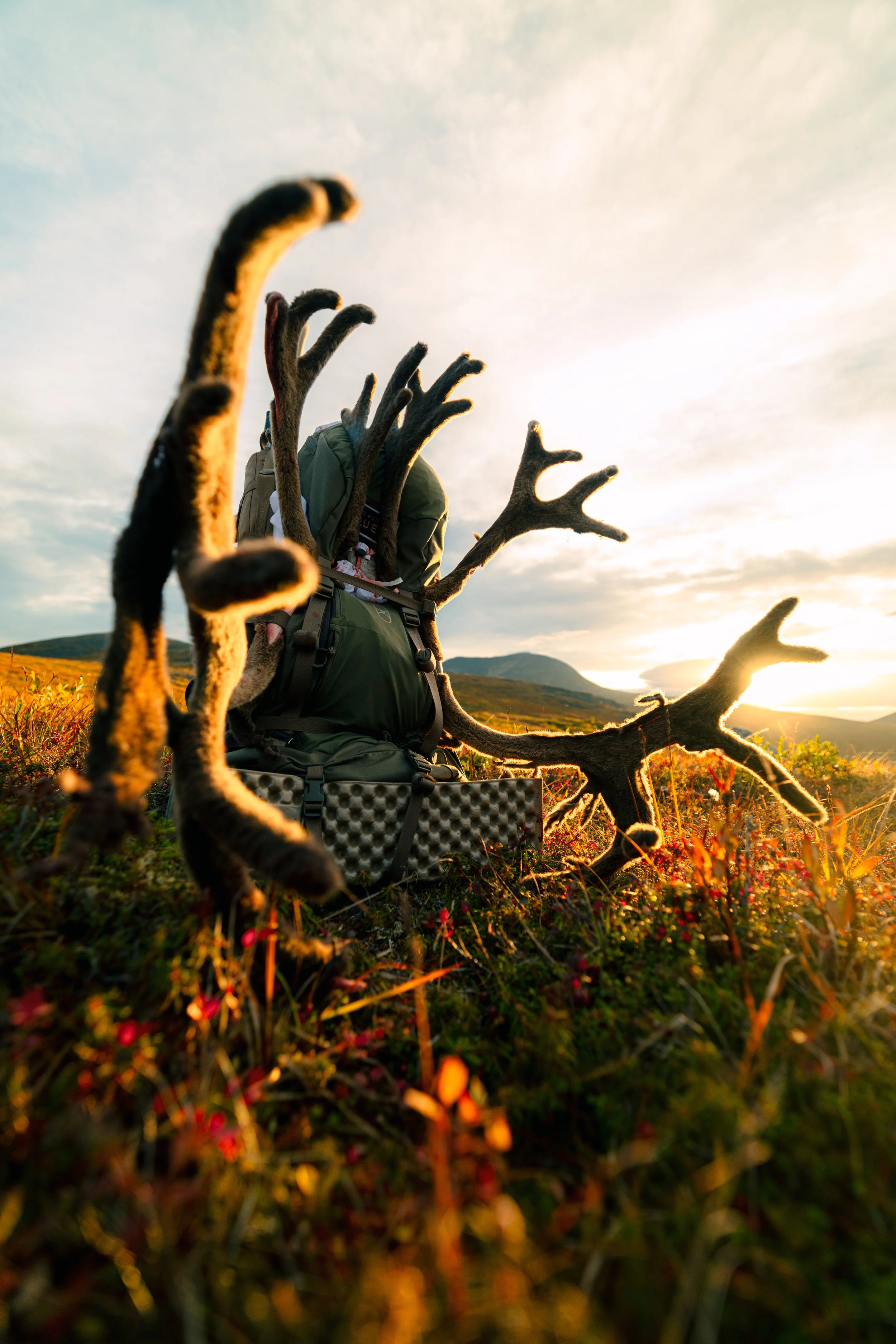 Alaska Caribou-254.jpeg