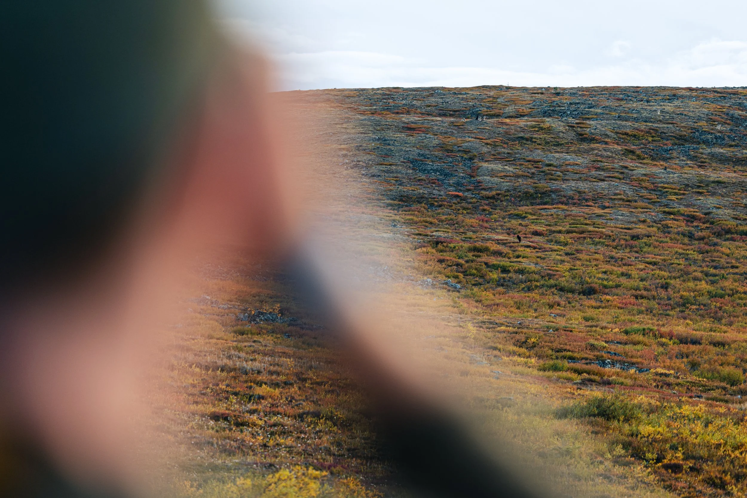 Alaska Caribou-97.jpeg