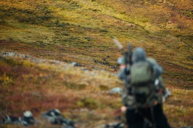 Alaska Caribou-108 Medium.jpeg