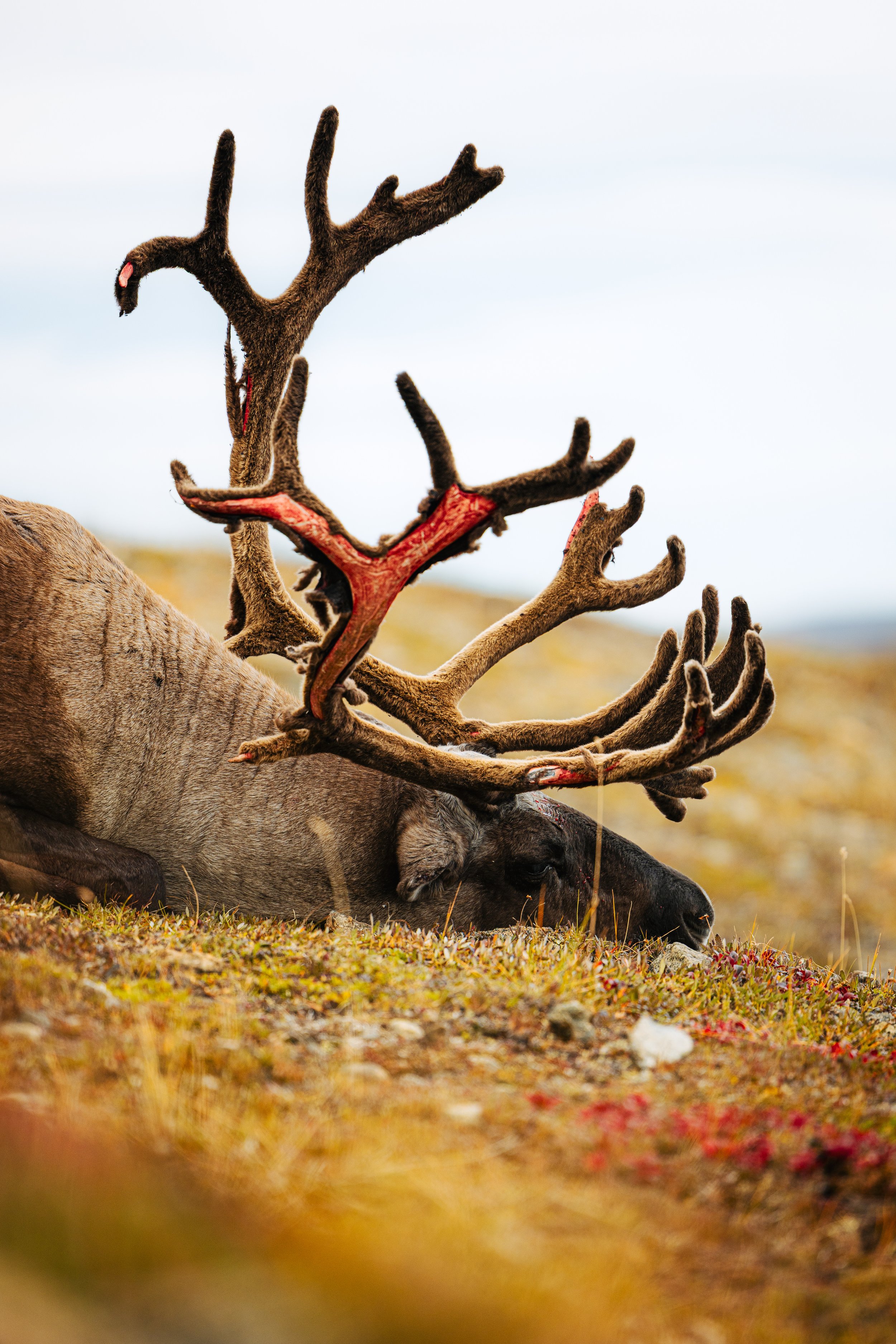 Alaska Caribou-171.jpeg