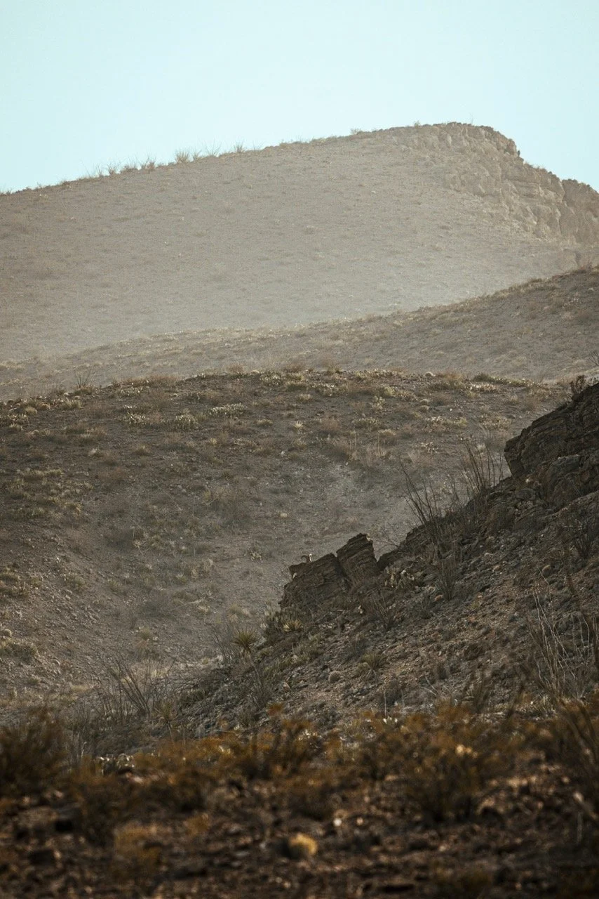 Texas Audad-0066 Large.jpeg