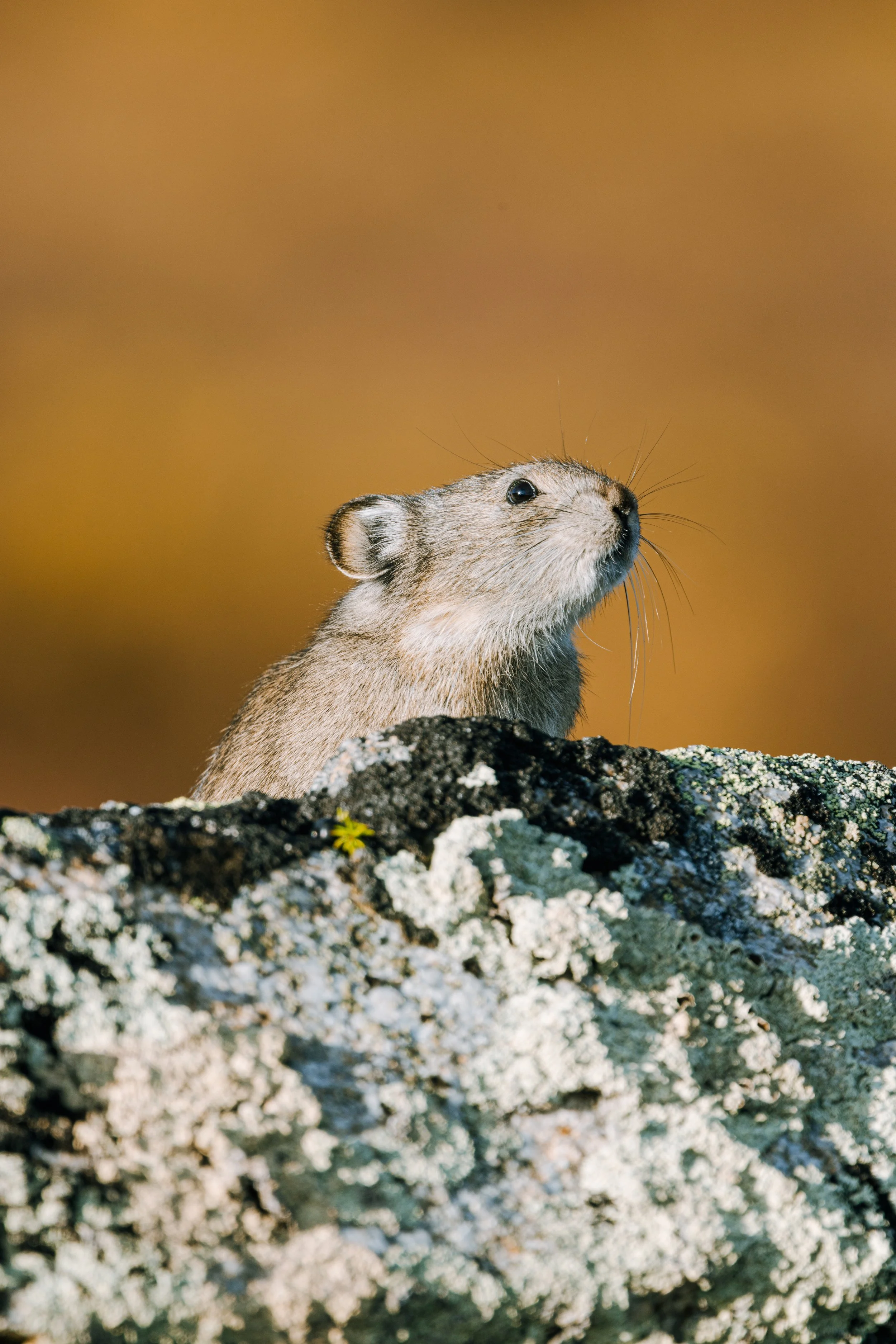 Alaska Caribou-632.jpeg