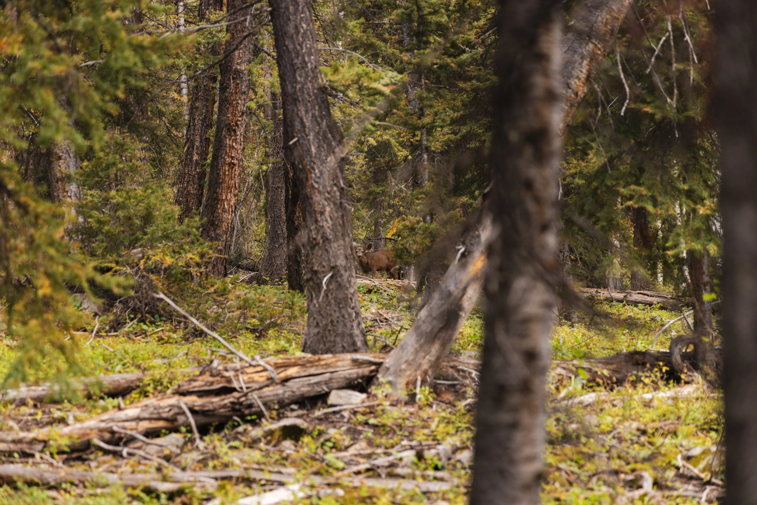 test images walking reel-0295.jpeg