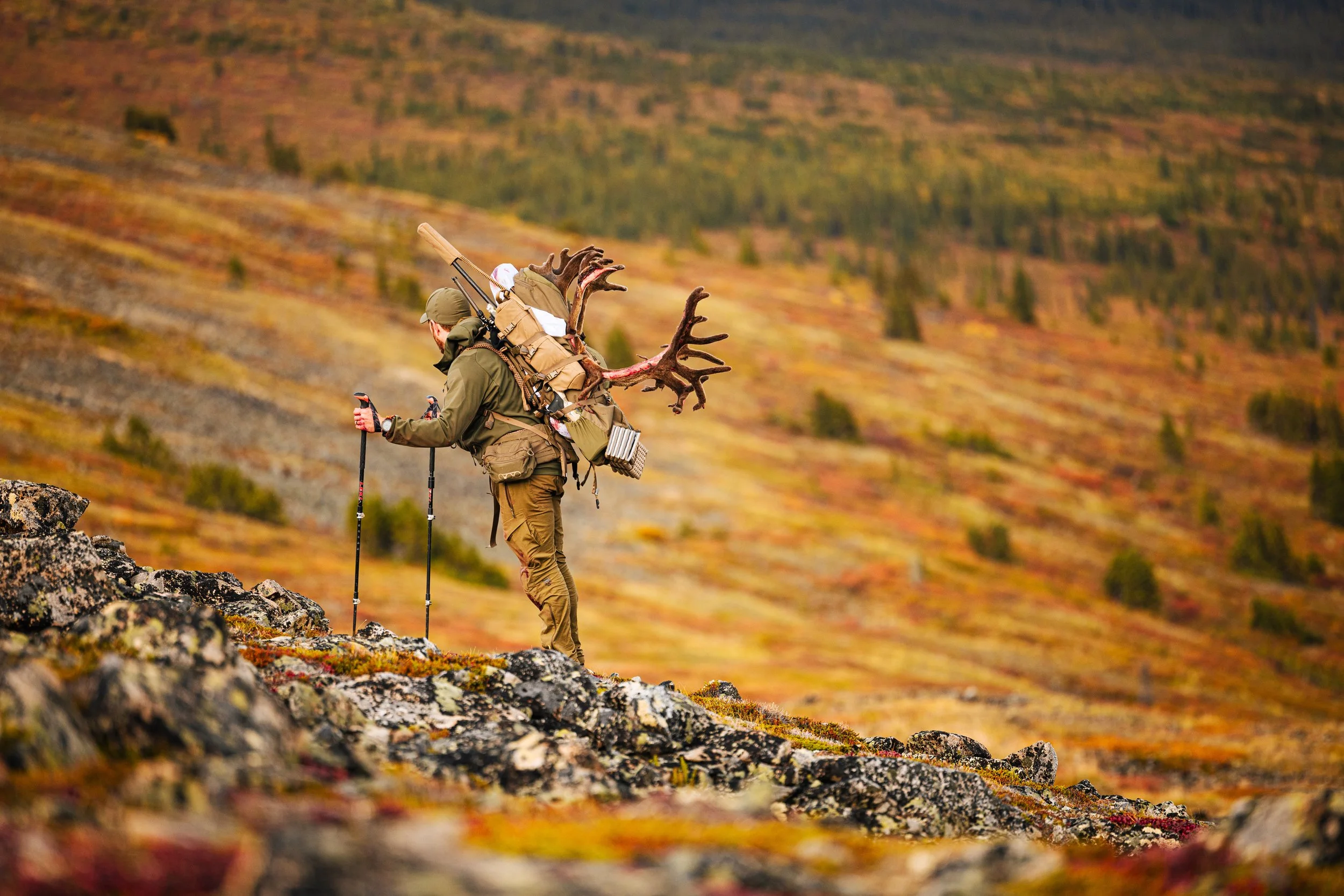 Alaska Caribou-222.jpeg