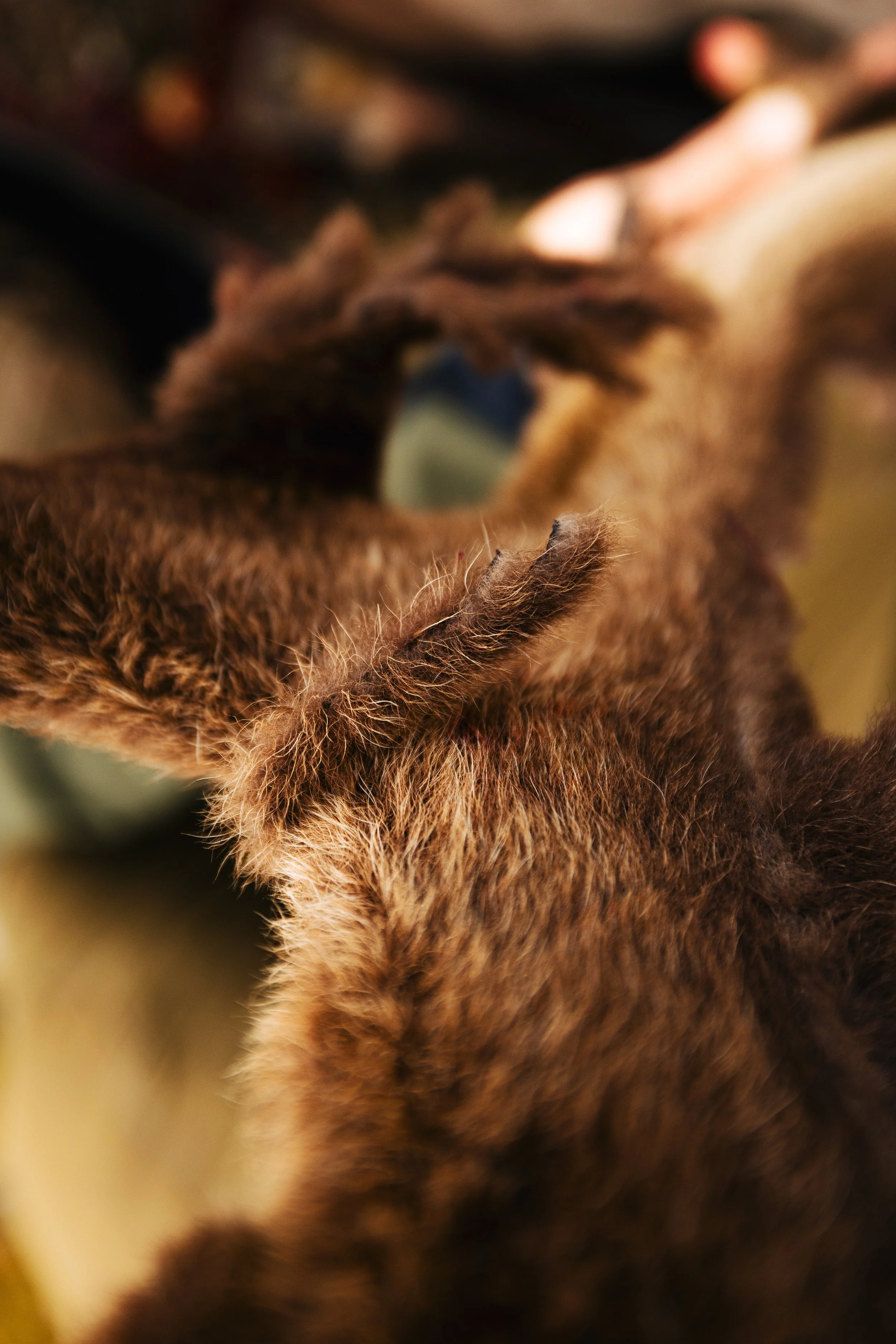 Alaska Caribou-201.jpeg