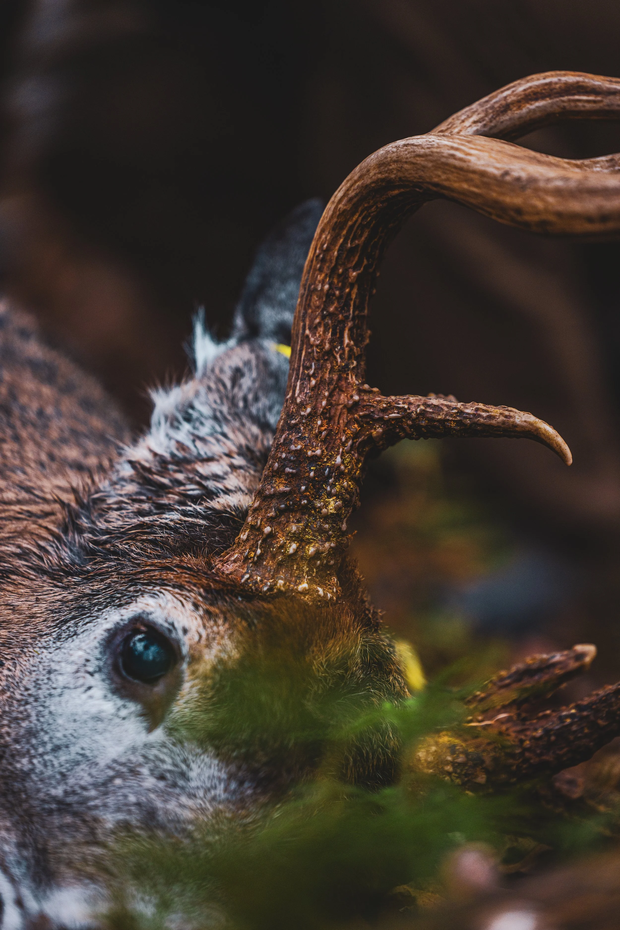 Goast hunt-3477.jpeg