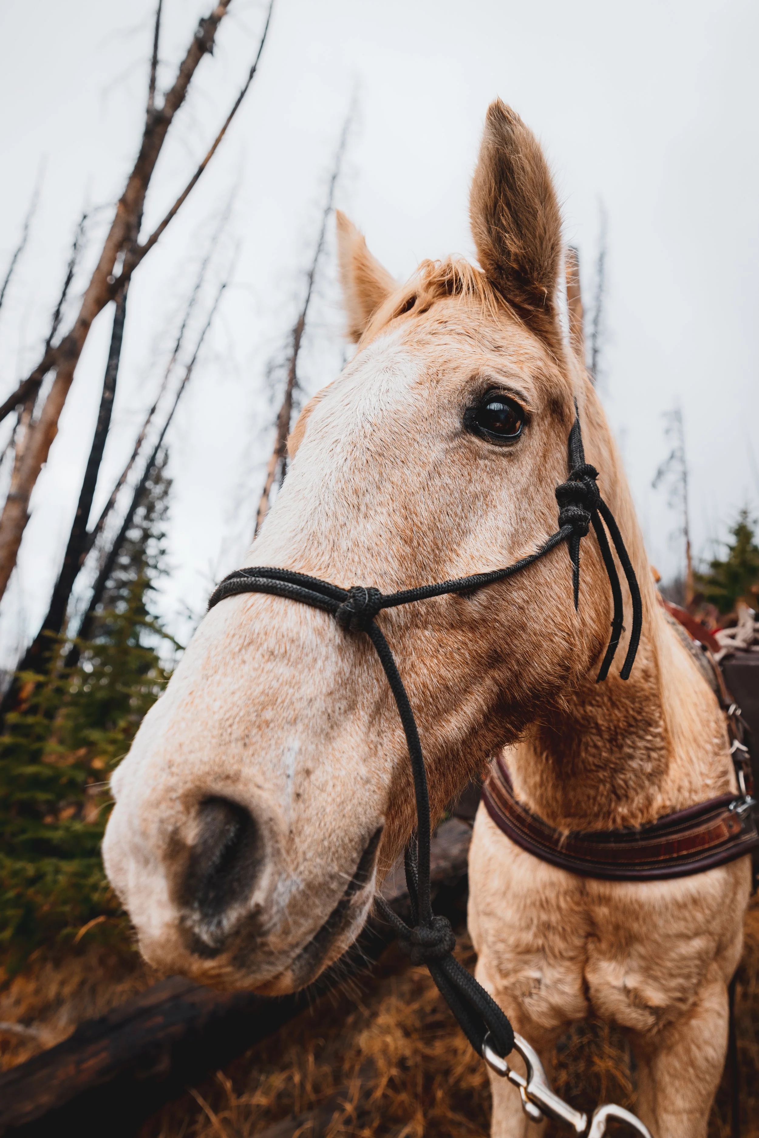 Hunters Quest - Elk-0235.jpg