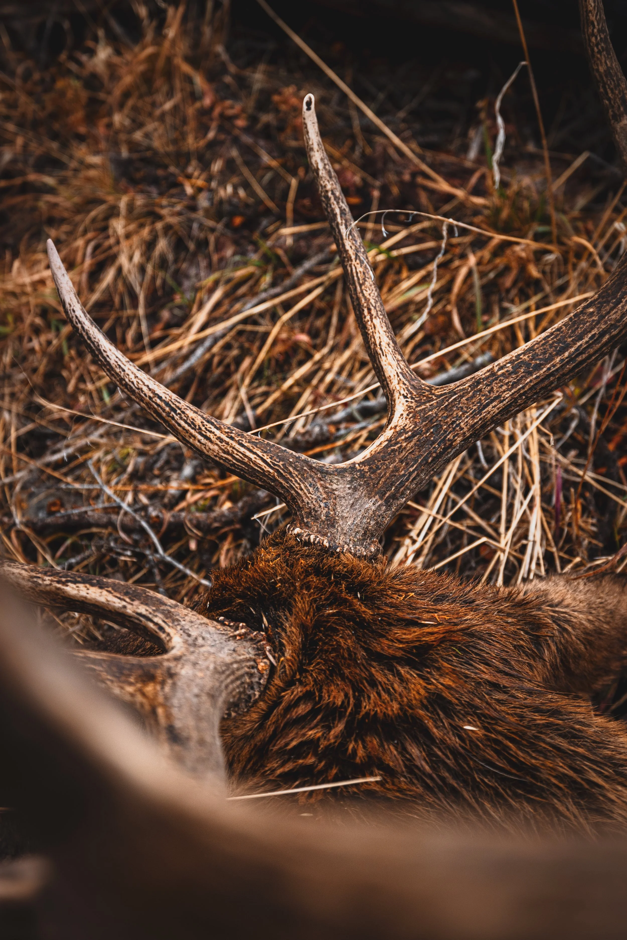 Hunters Quest - Elk-9888.jpg