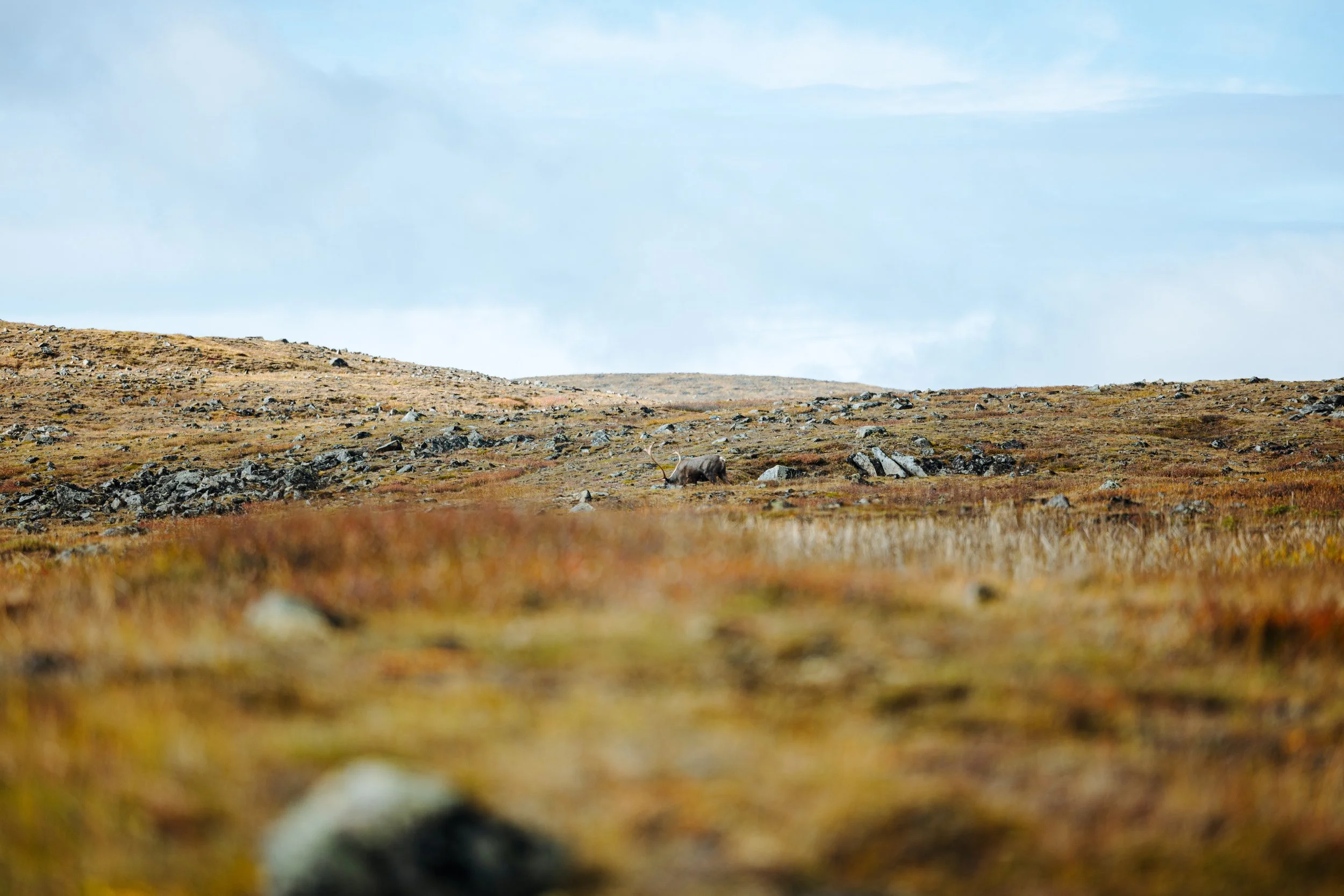 Alaska Caribou-510.jpeg