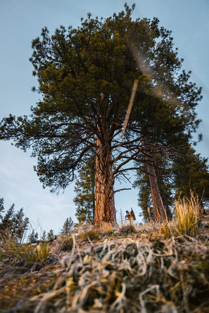 BEAR 2024-2148 Large.jpeg