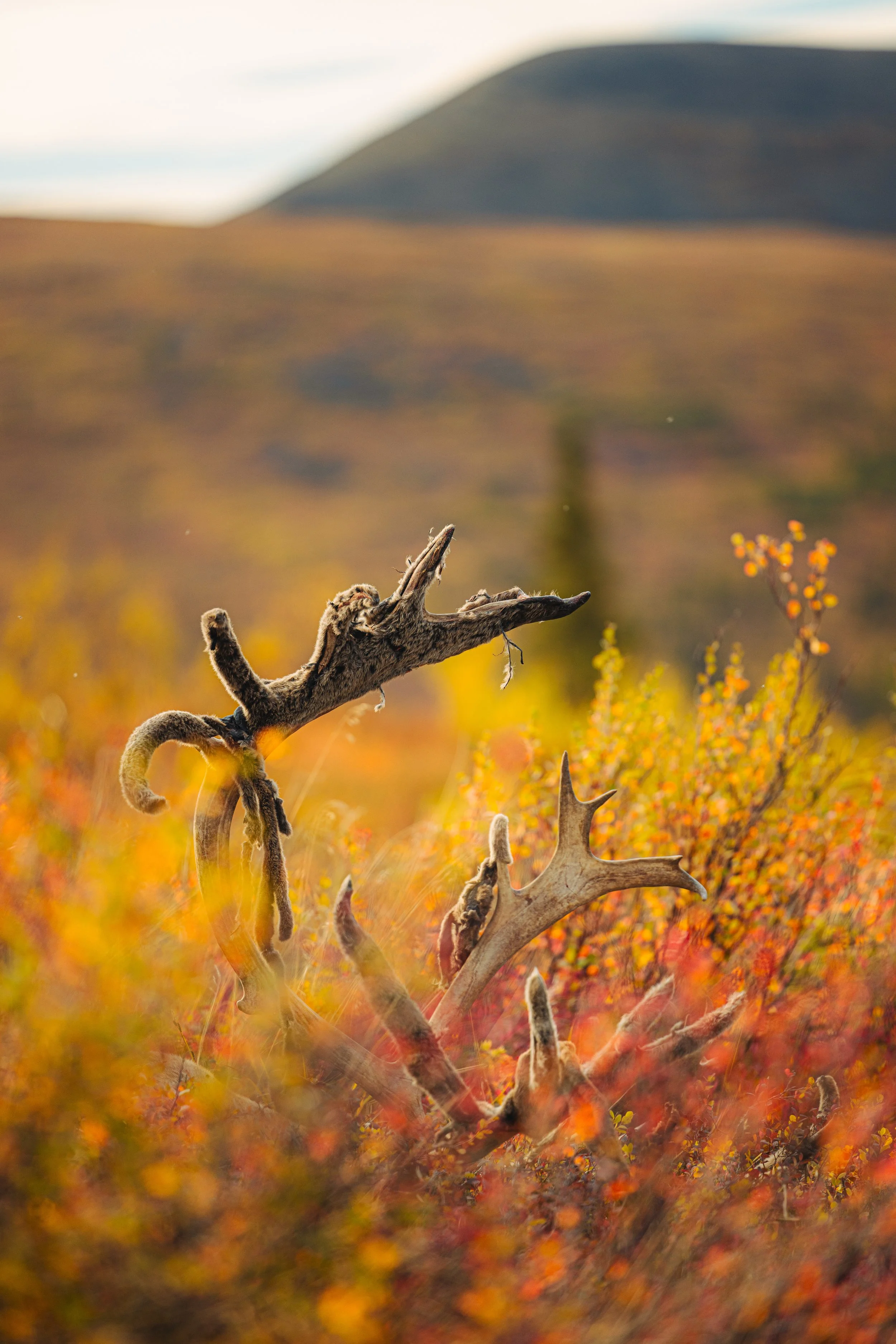 Alaska Caribou-371.jpeg