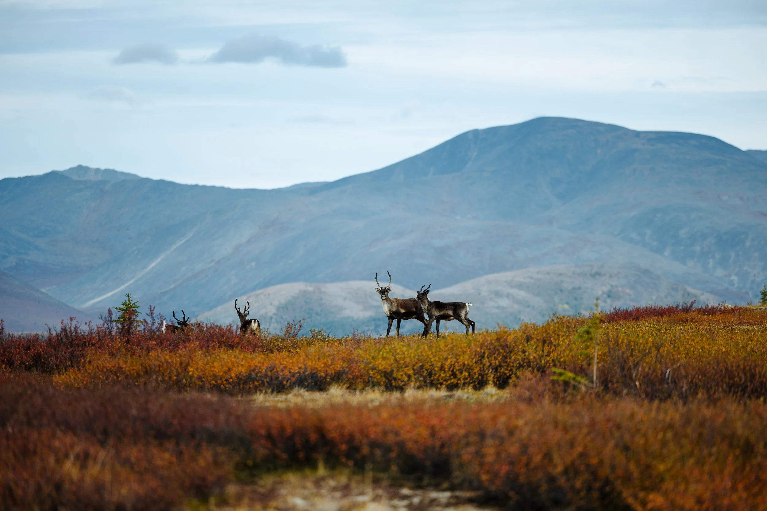 Alaska Caribou-581.jpeg