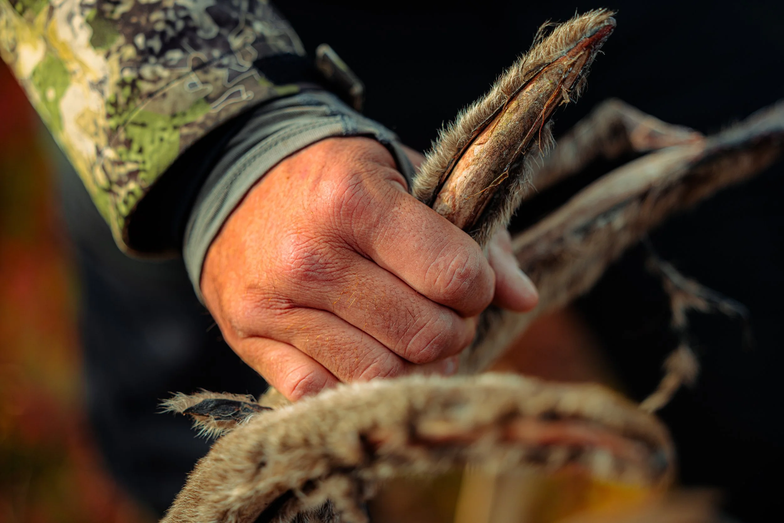 Alaska Caribou-375.jpeg