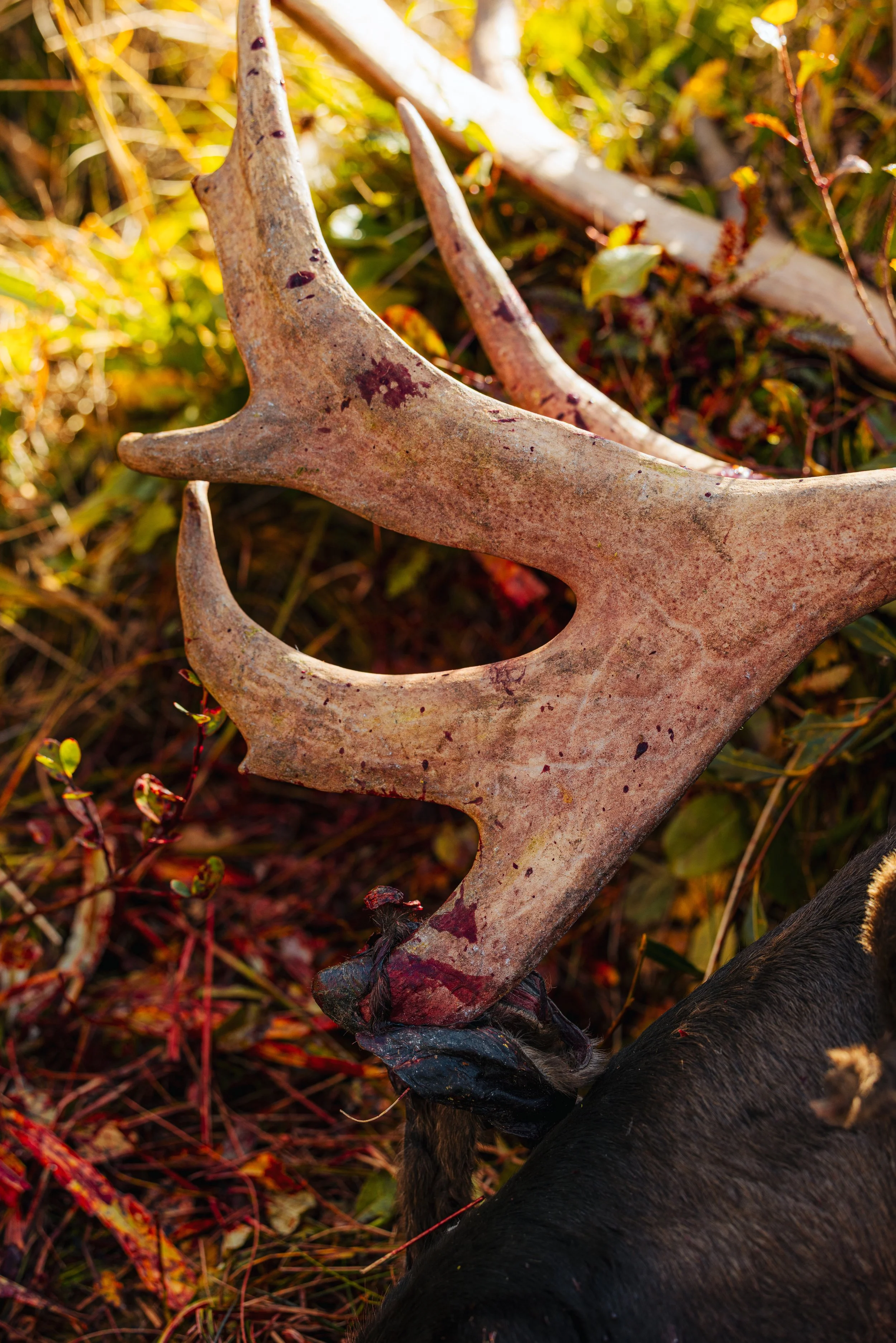 Alaska Caribou-527.jpeg