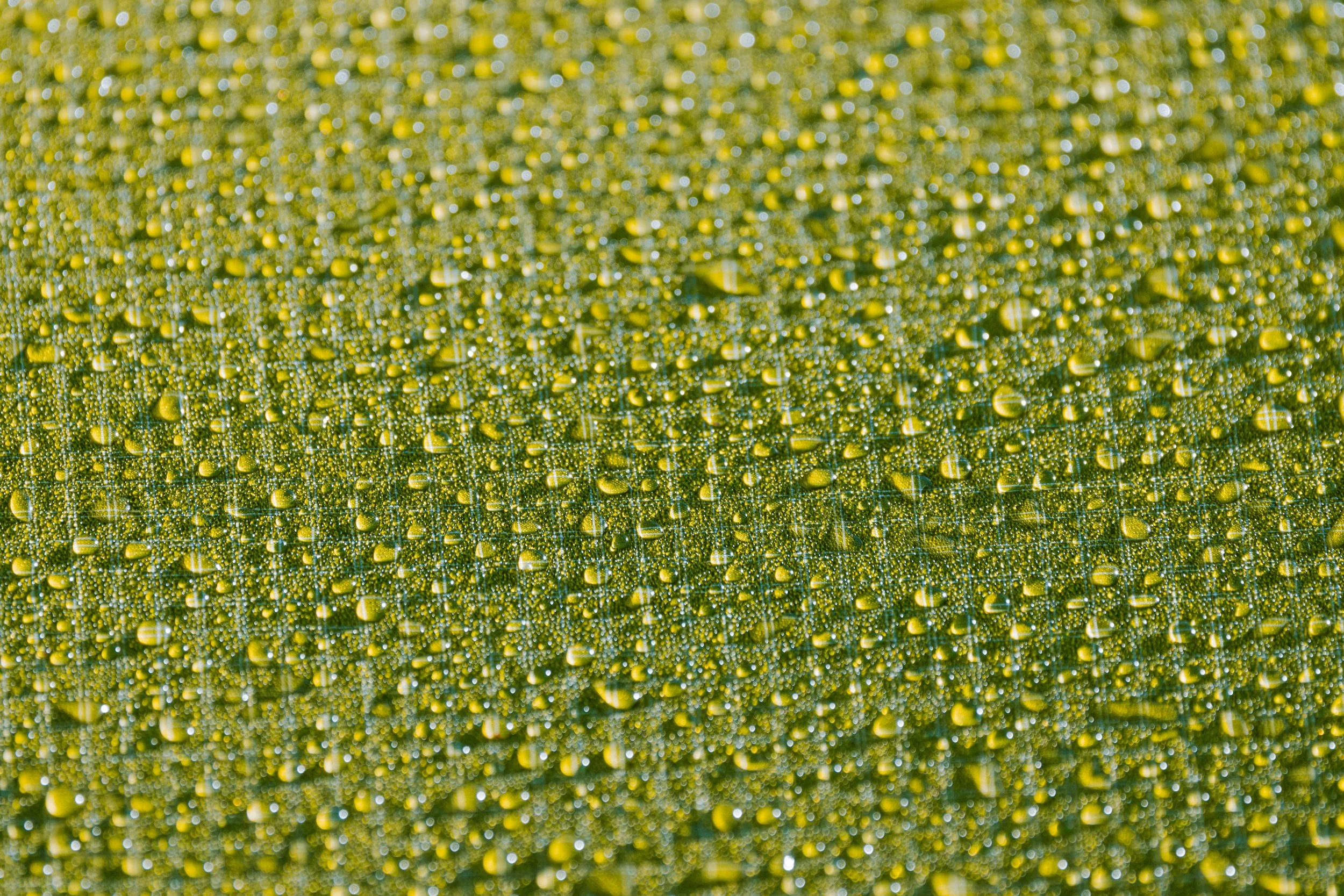 Alaska Caribou-636.jpeg