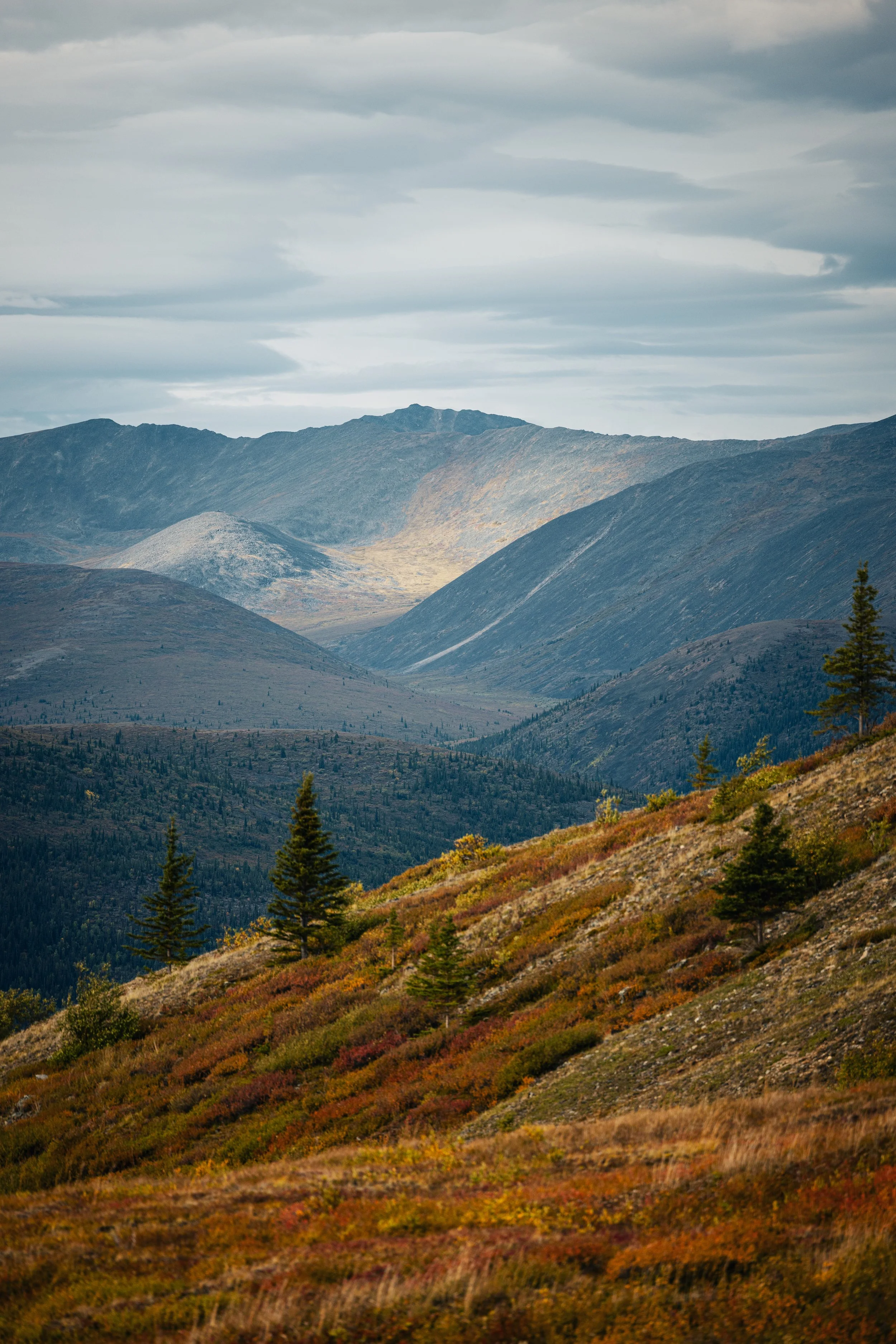 Alaska Caribou-70.jpeg