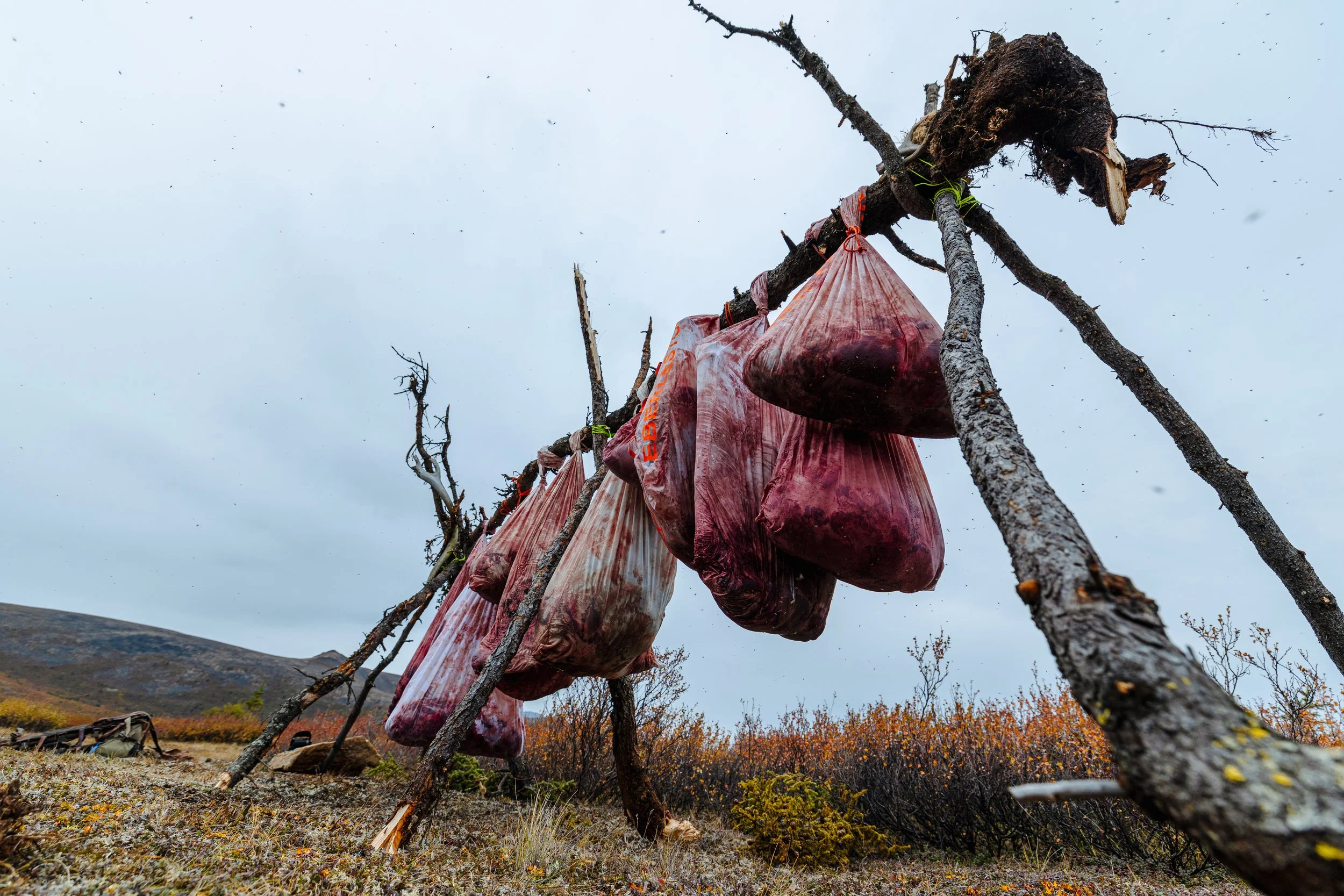 Alaska Caribou-608.jpeg