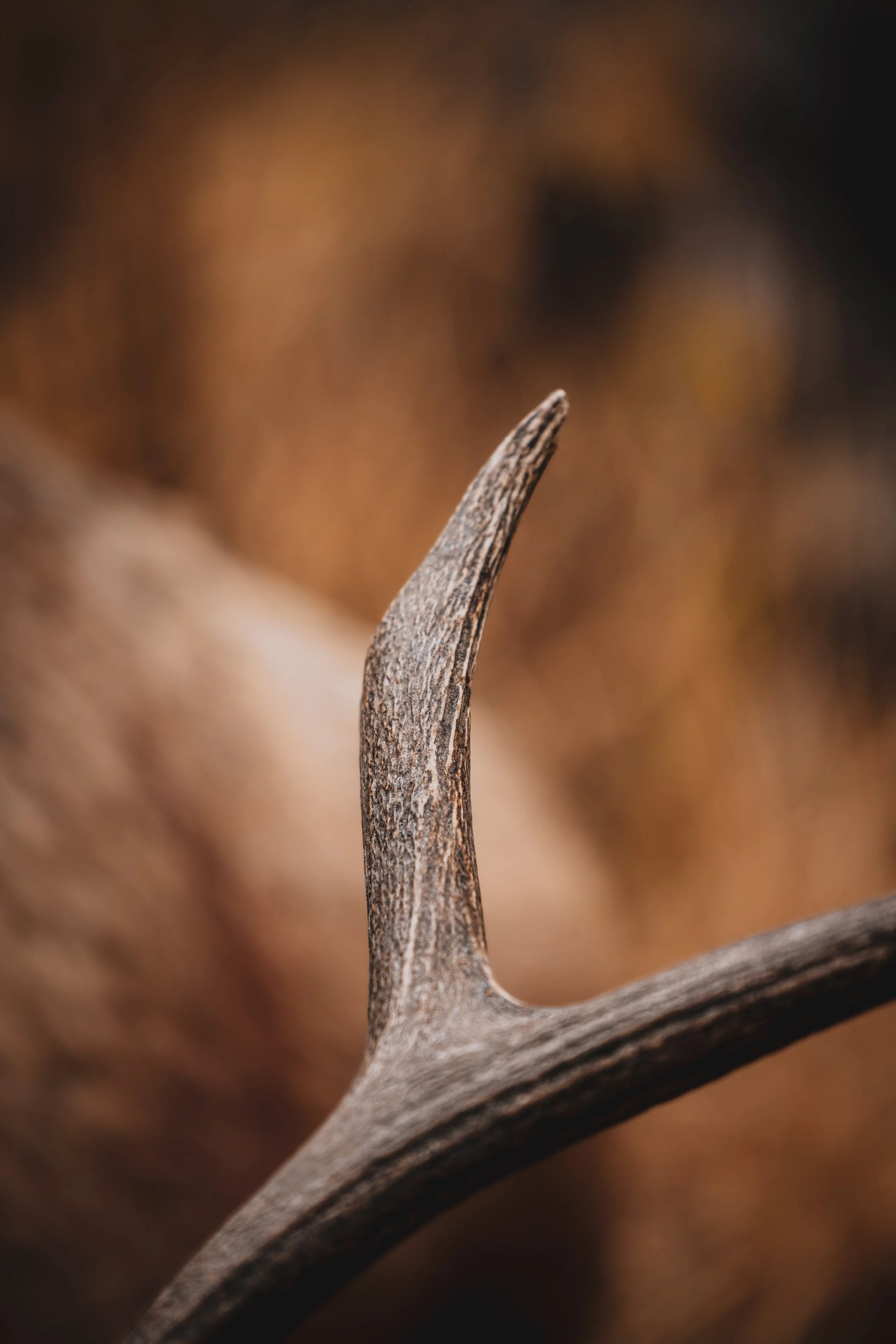 Hunters Quest - Elk-0016.jpg