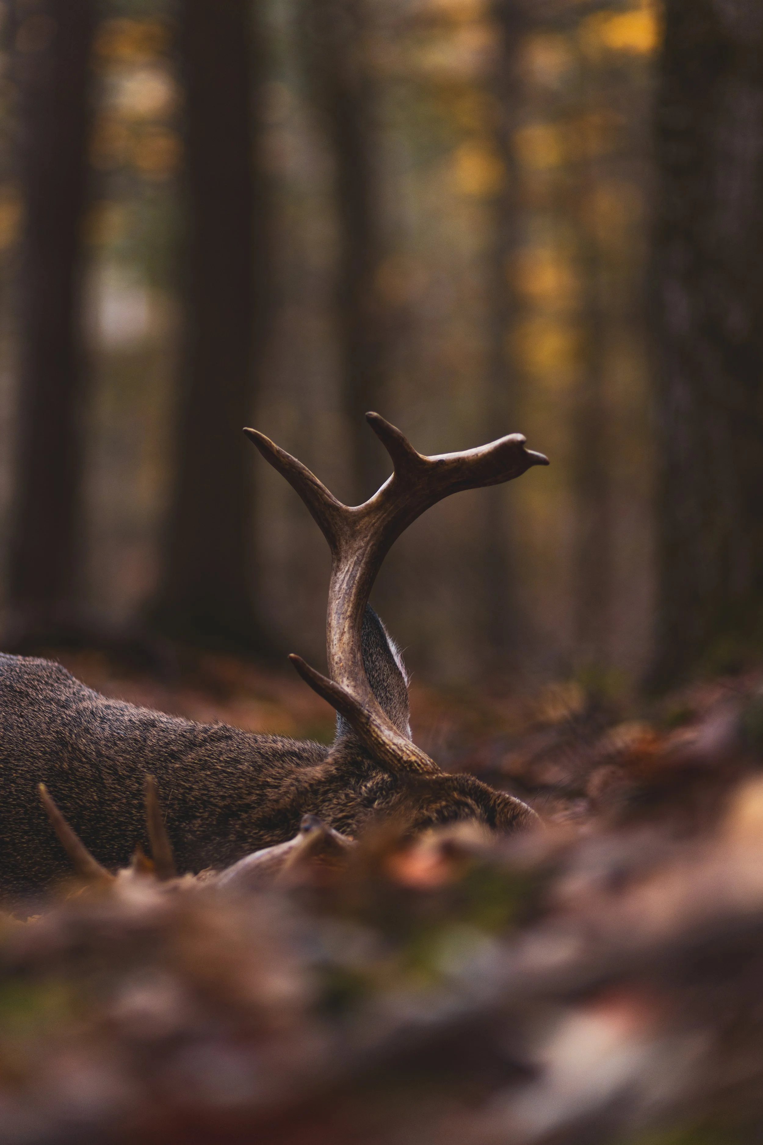 Chris Harvest-0025.jpeg