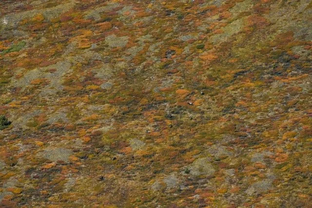 Alaska Caribou-131 Medium.jpeg