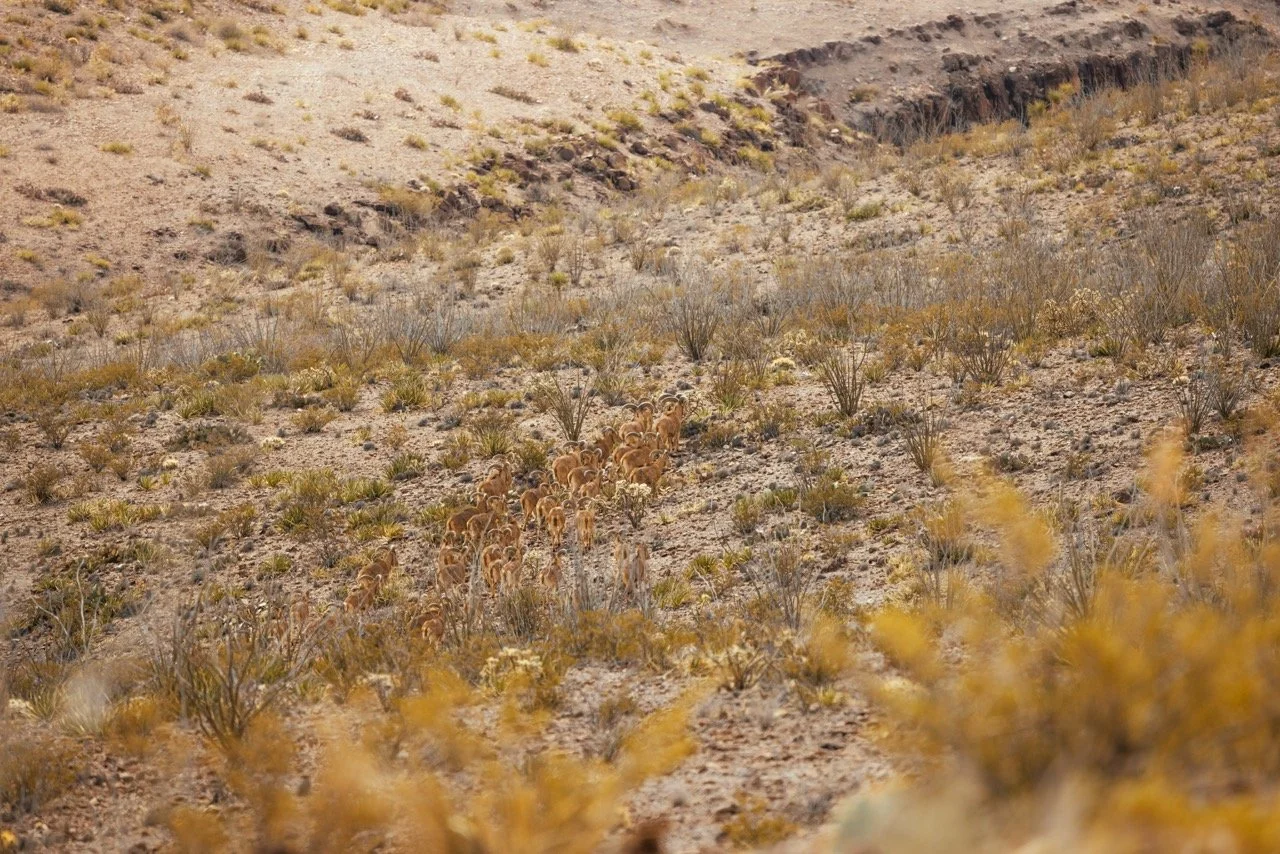 Texas Audad-9899 Large.jpeg