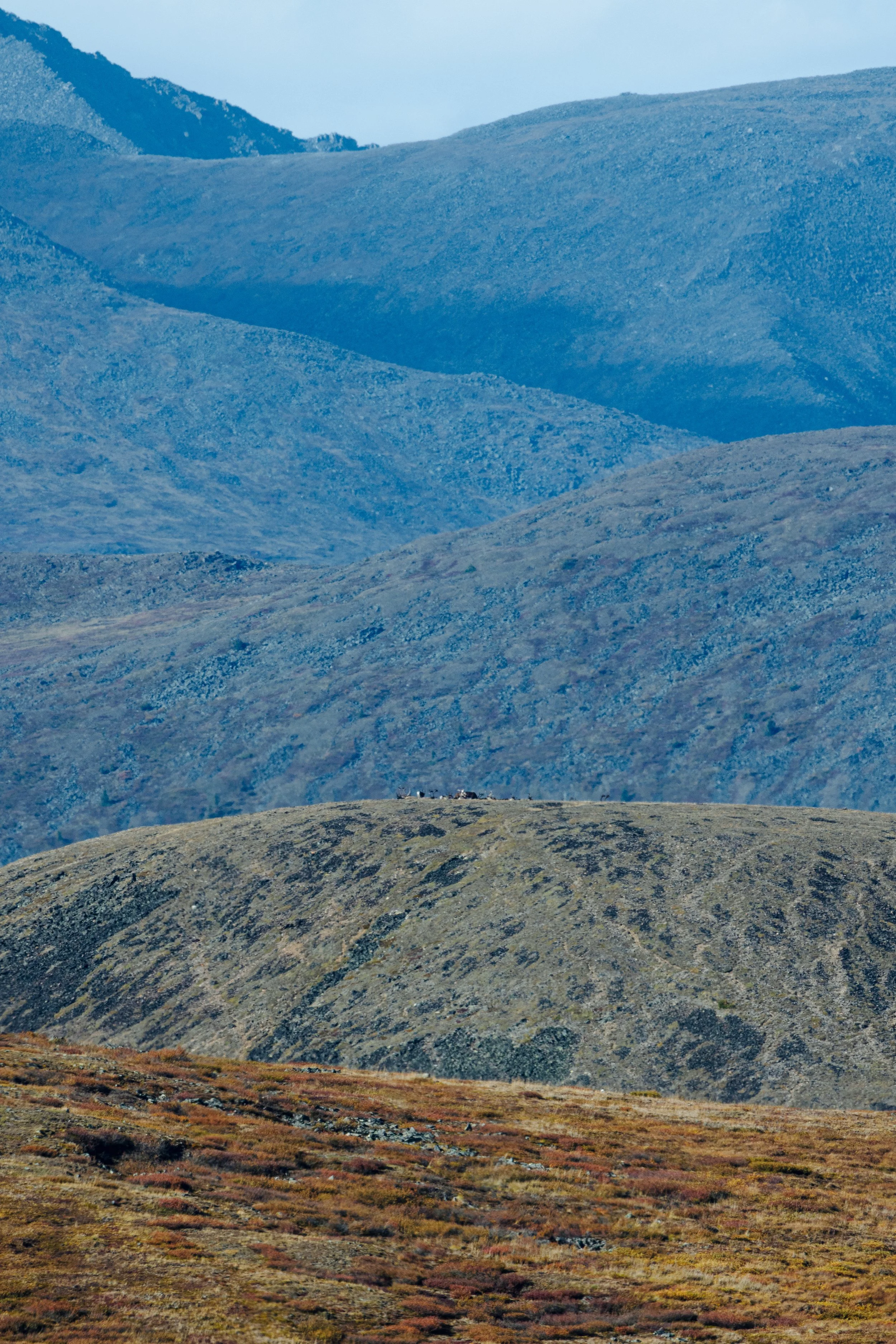 Alaska Caribou-518.jpeg