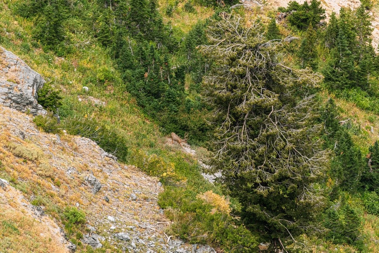 Utah archery-2 Large.jpeg