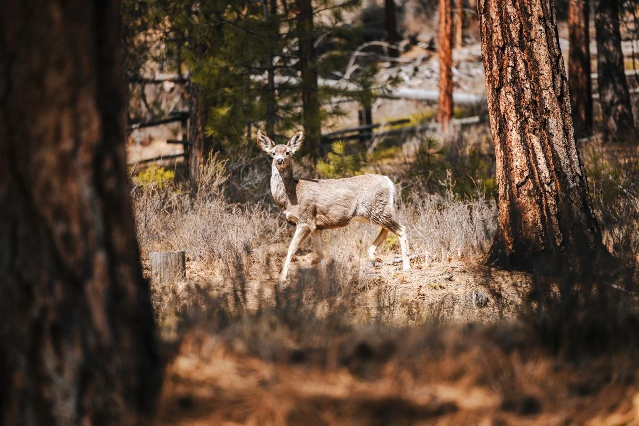 Idaho bear hunt-91 Large.jpeg