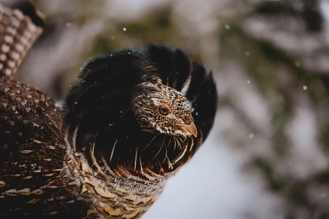 wyoming 2024 edited-5452 Large.jpeg