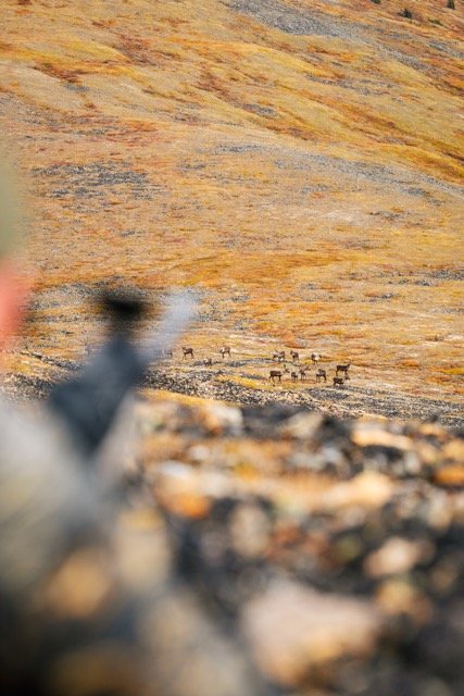 Alaska Caribou-185 Medium.jpeg