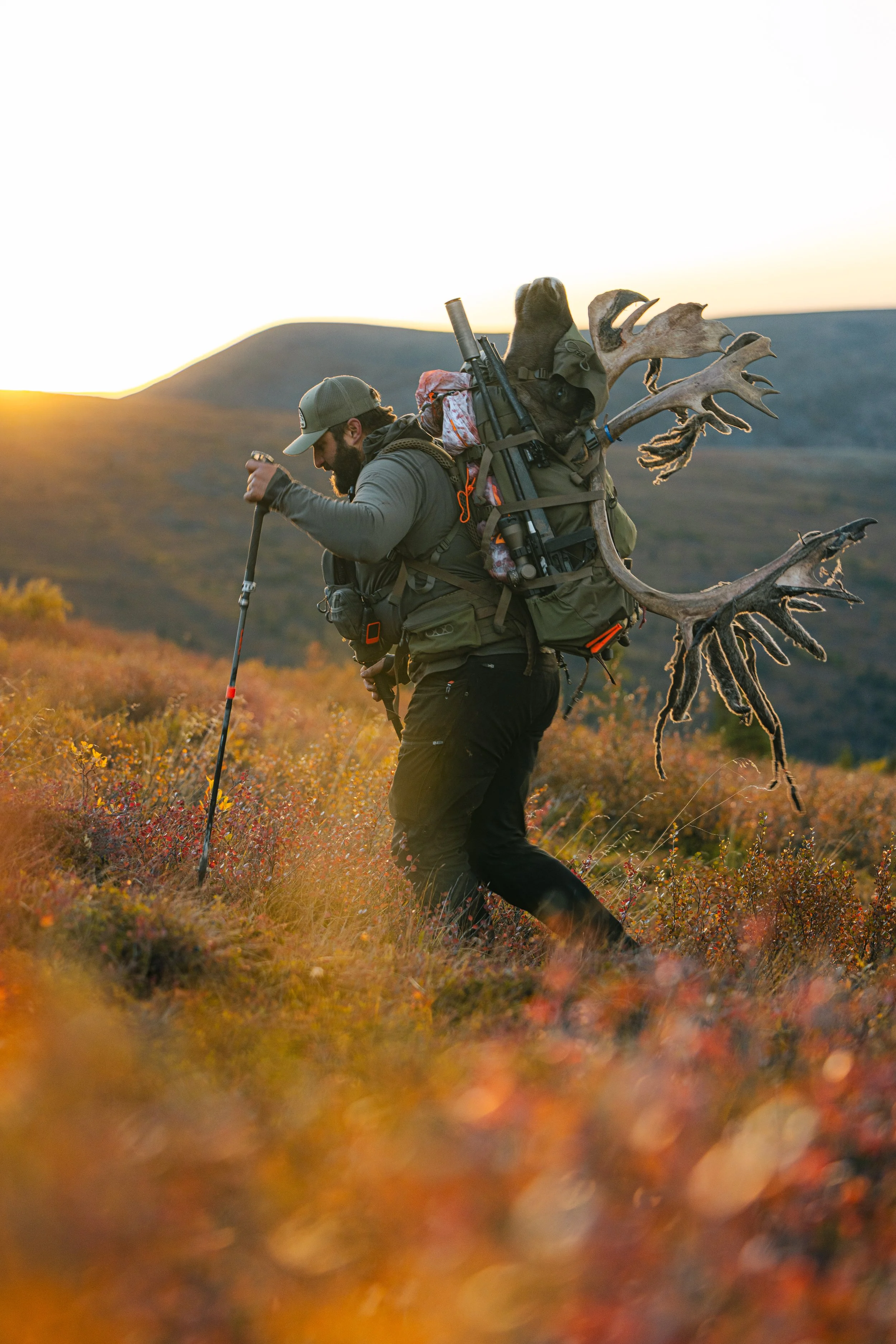 Alaska Caribou-445.jpeg