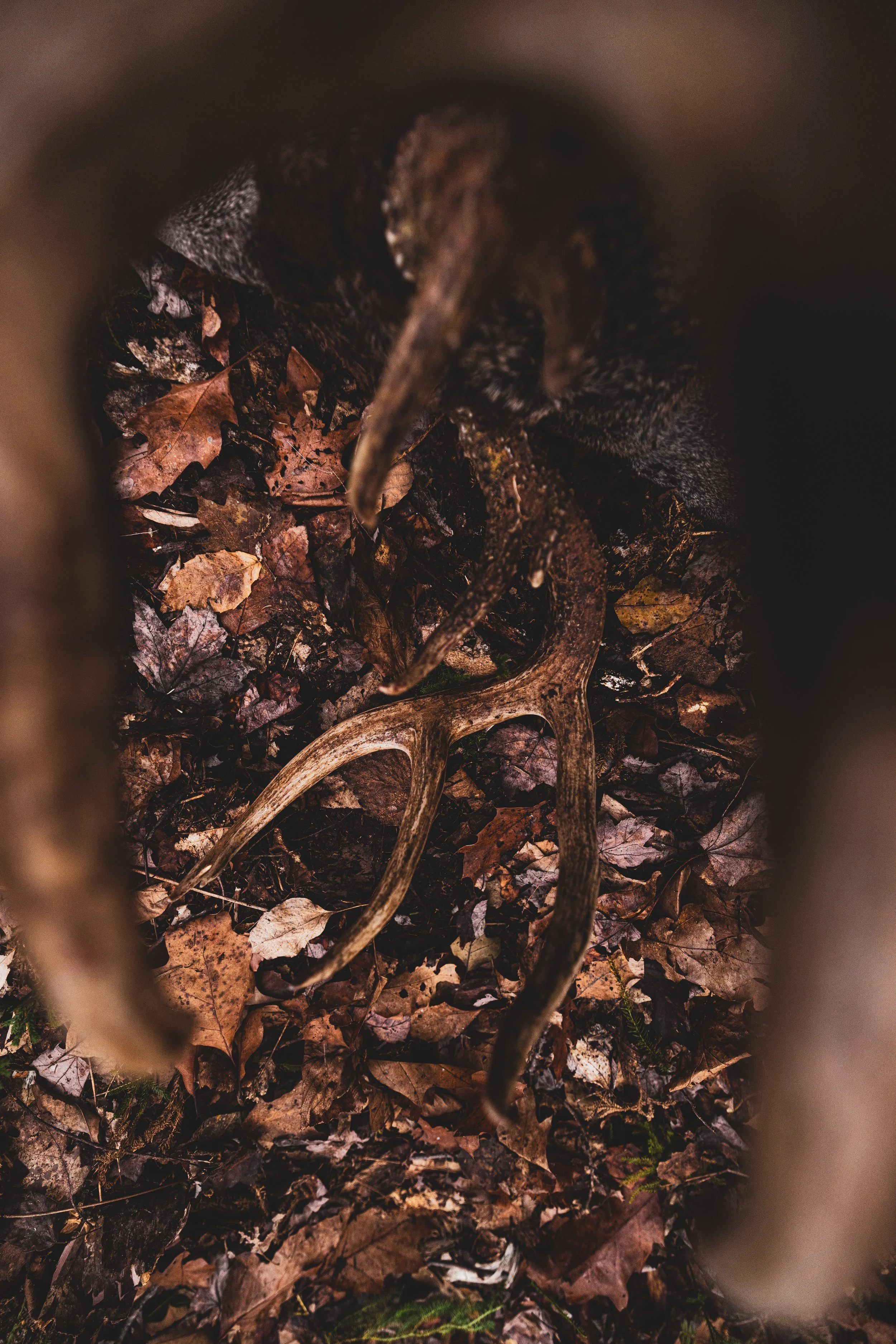 Goast hunt-3654.jpeg