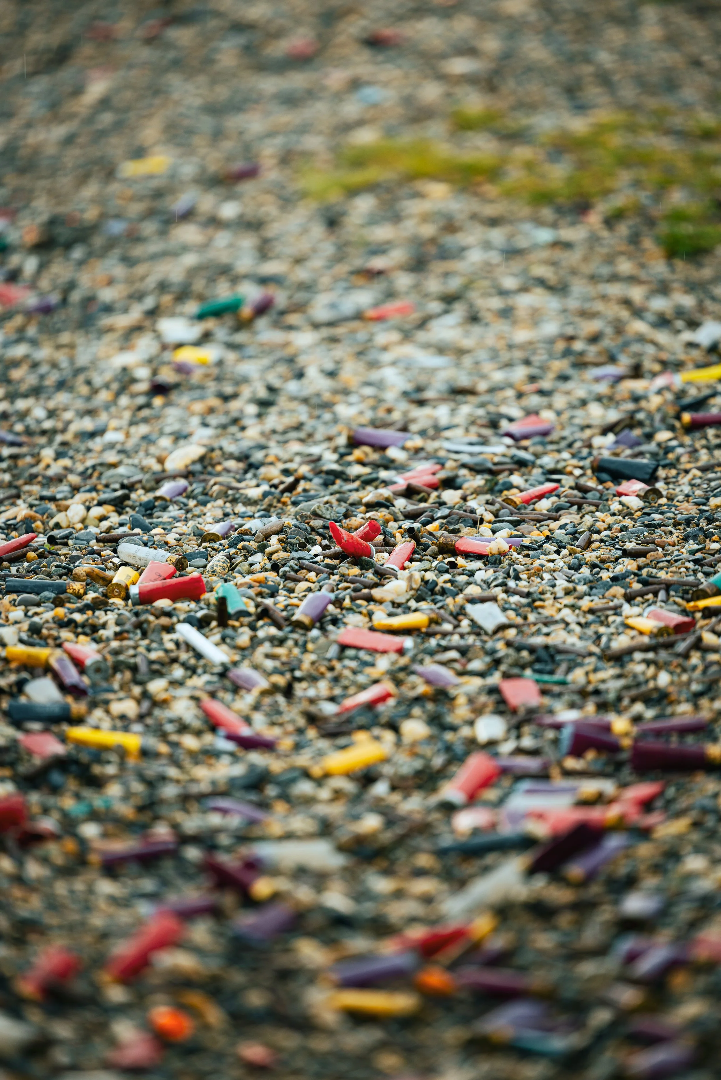 Alaska Caribou-8.jpeg