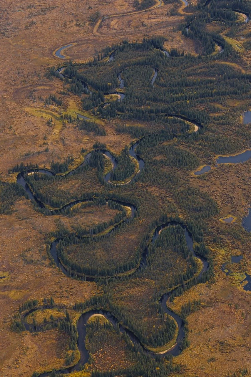 Alaska Caribou-795 Large.jpeg